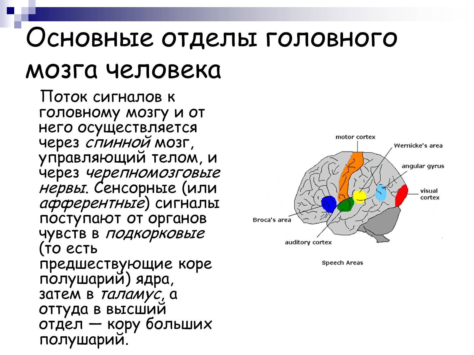Презентація на тему «Человеский мозг» - Слайд #9