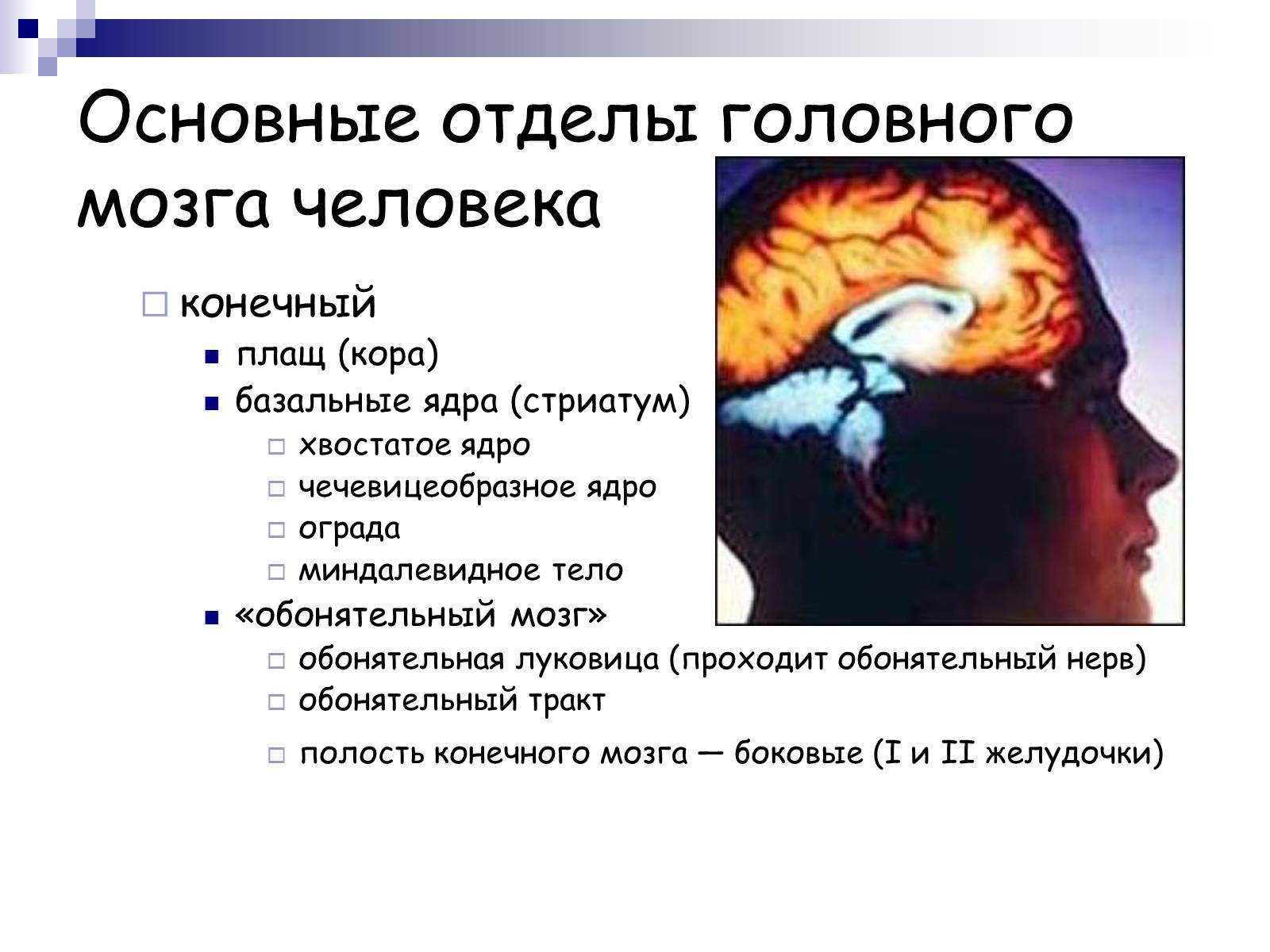 Презентація на тему «Человеский мозг» - Слайд #13