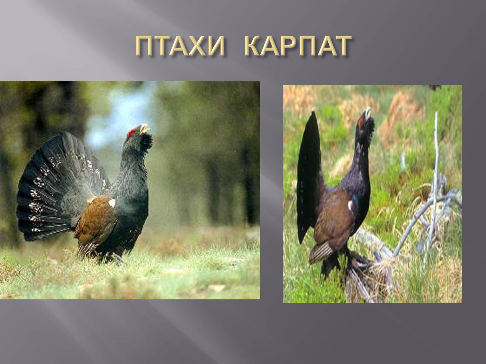 Презентація на тему «Українські Карпати» (варіант 2) - Слайд #21