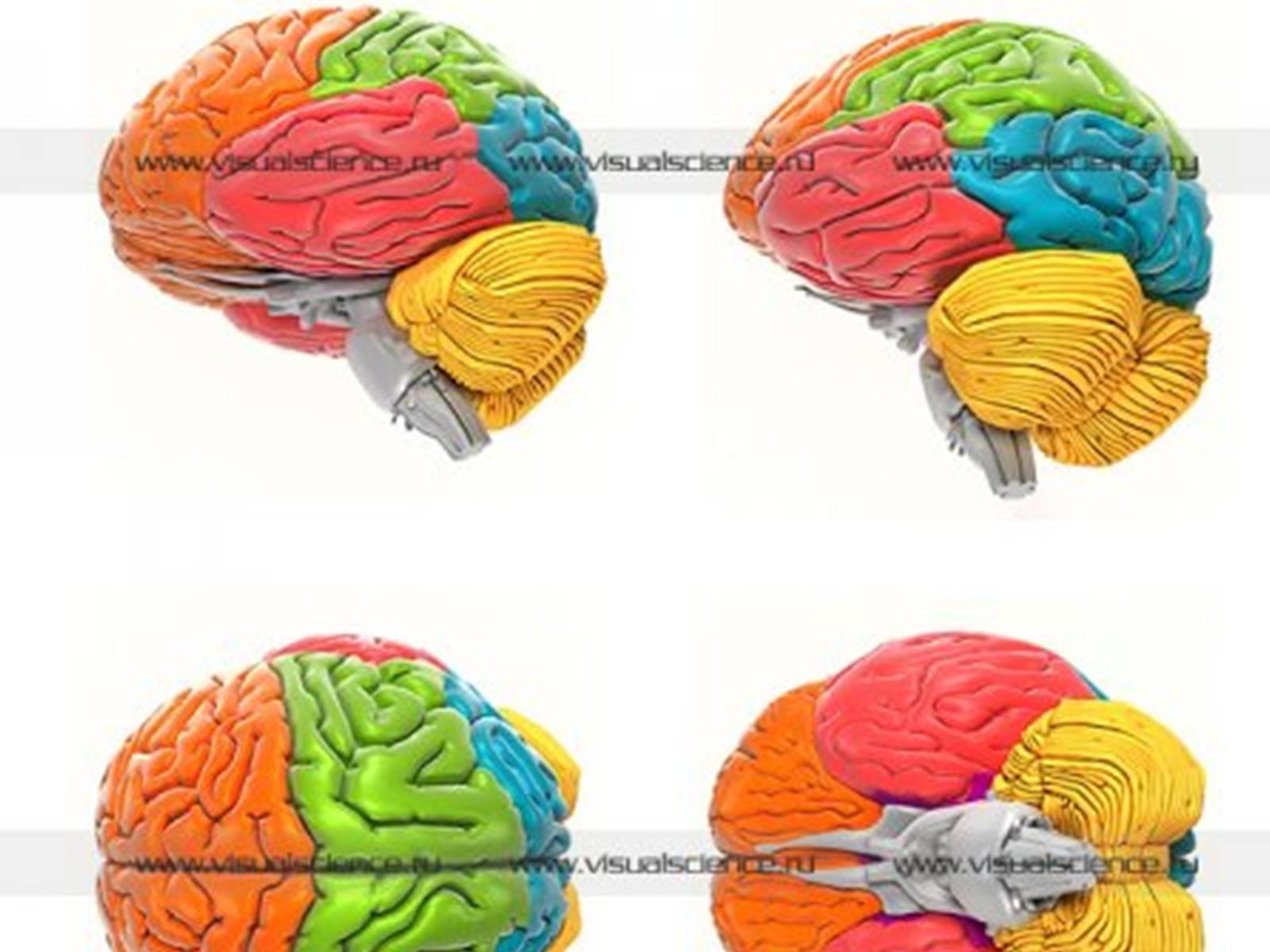 Презентація на тему «Человеский мозг» - Слайд #22