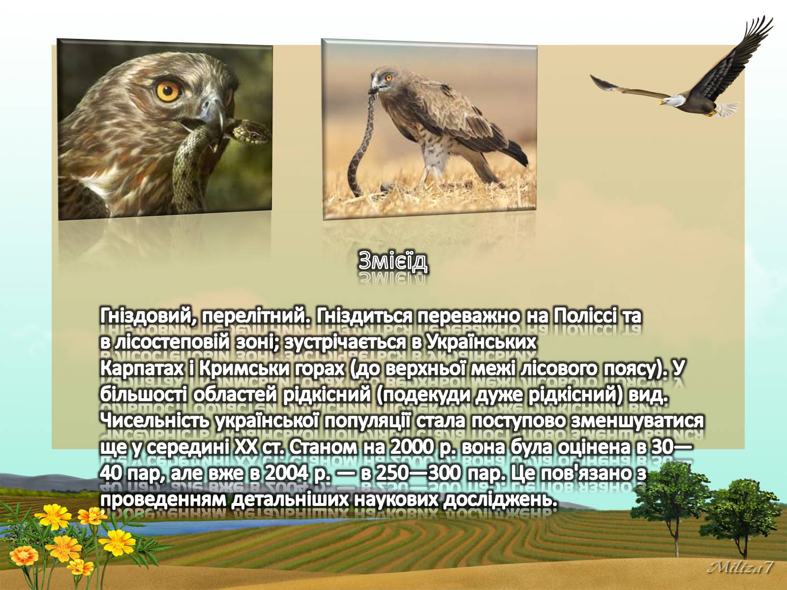 Презентація на тему «Птахи занесені в Червону книгу України» - Слайд #4