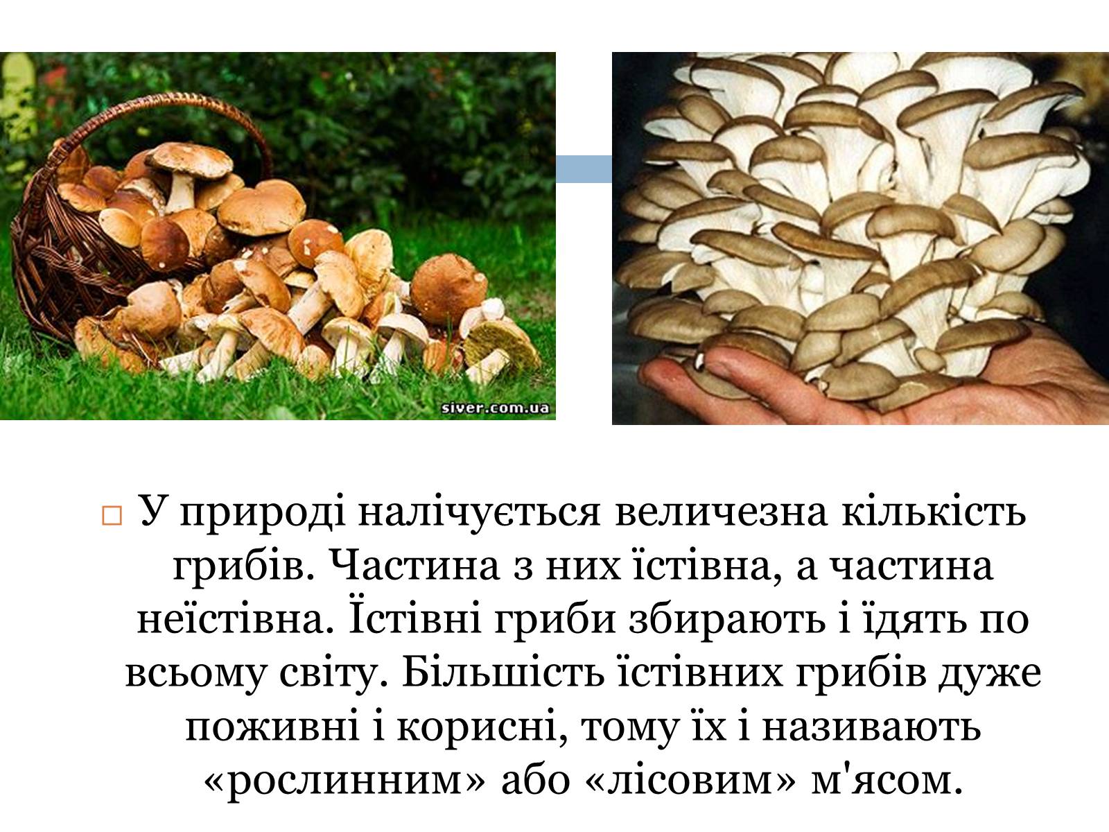 Презентація на тему «Отруєння їстівними грибами» - Слайд #2