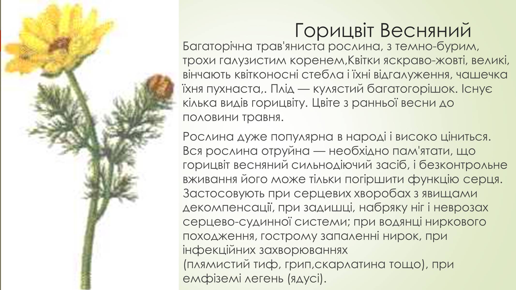 Презентація на тему «Рослини і тварини Сумщини занесені до Червоної книги України» - Слайд #6