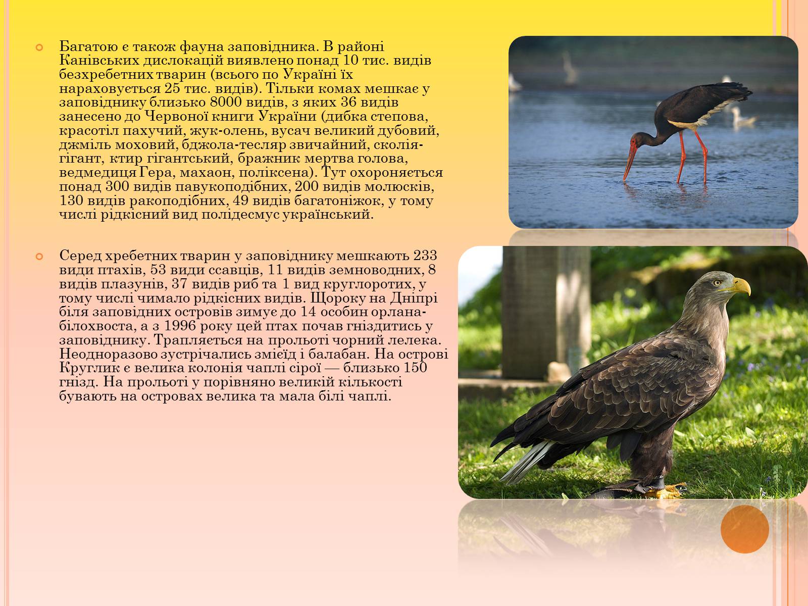 Презентація на тему «Канівський природний заповідник» - Слайд #14