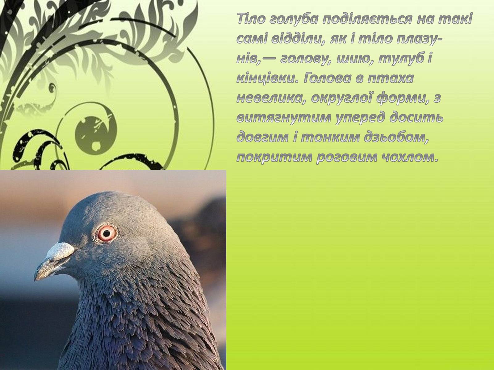 Презентація на тему «Зовнішня будова птахів» - Слайд #3