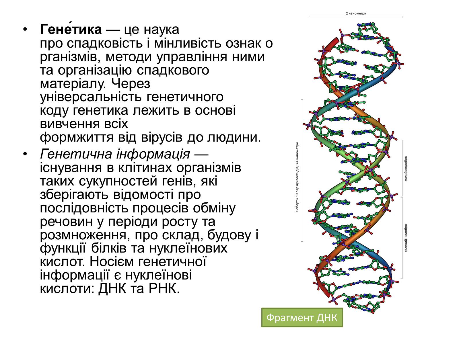 Презентація на тему «Генетика» (варіант 10) - Слайд #2