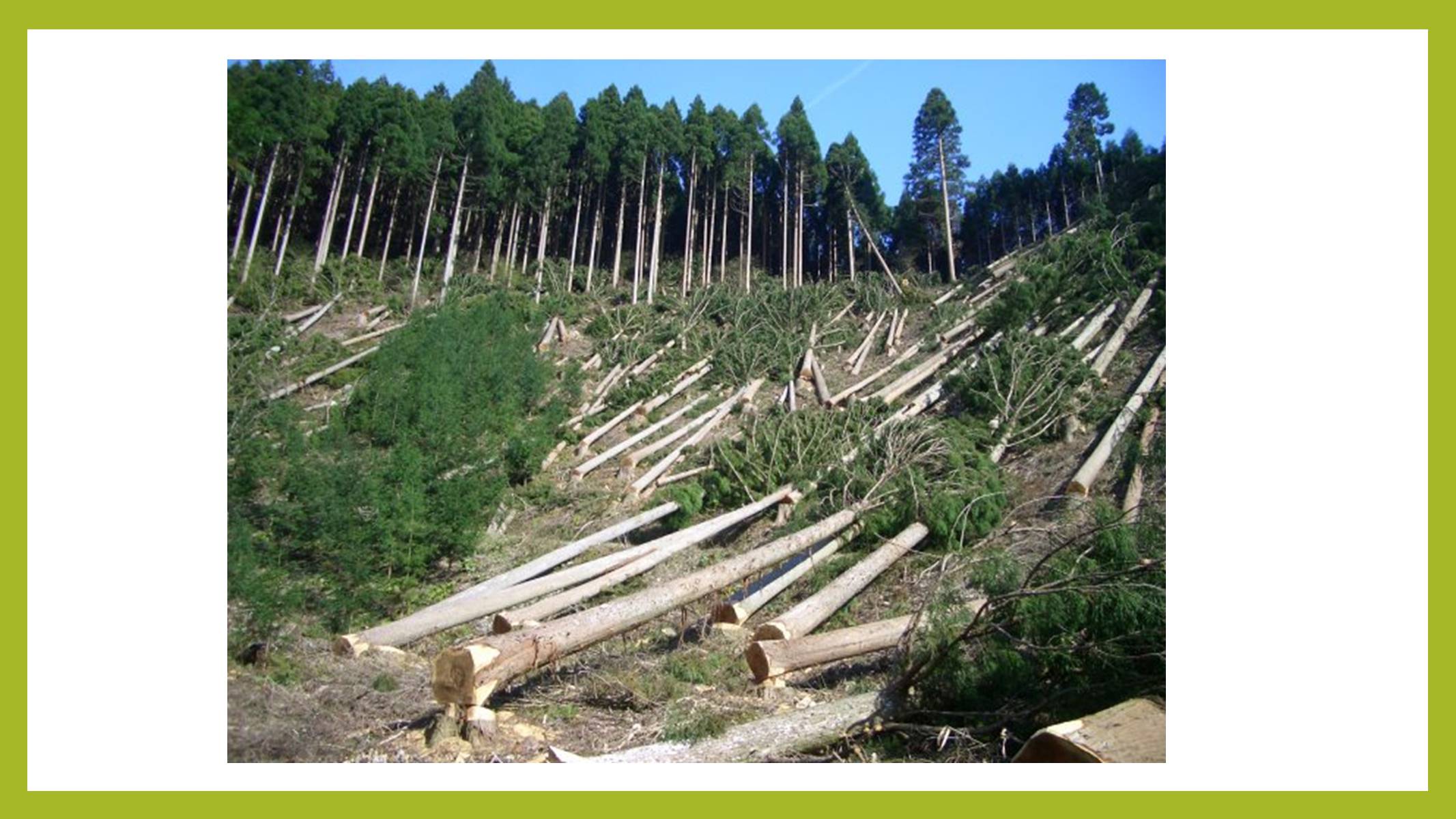Презентація на тему «Знищення лісів» (варіант 1) - Слайд #8