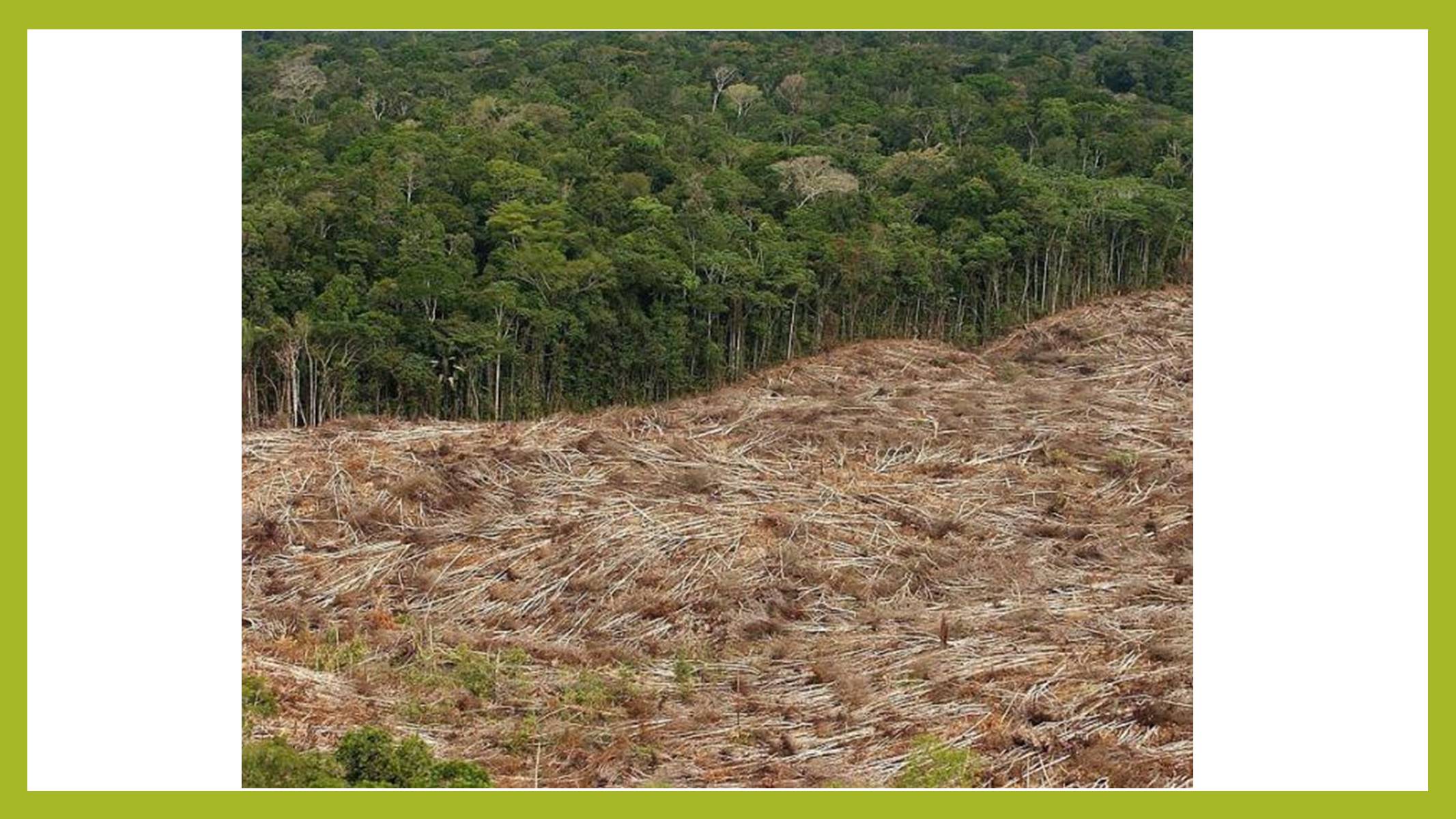 Презентація на тему «Знищення лісів» (варіант 1) - Слайд #14