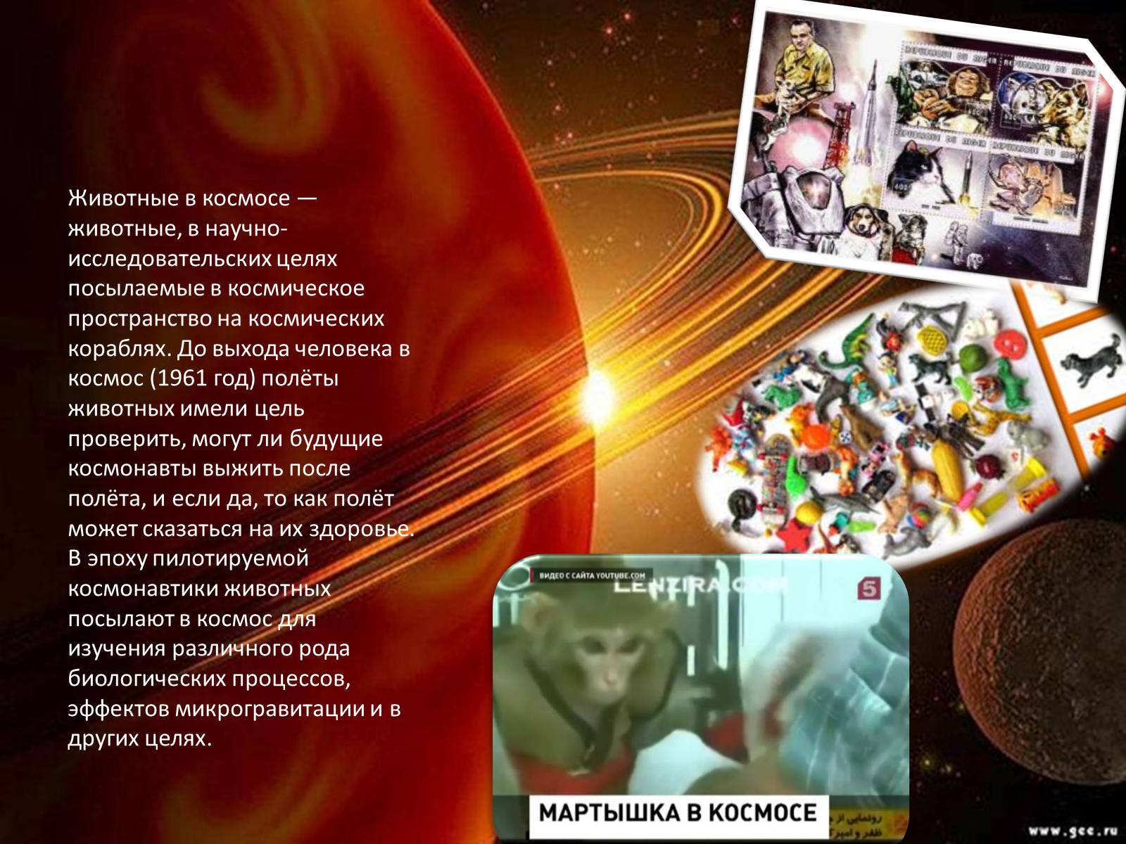 Презентація на тему «Животные в космосе» - Слайд #2