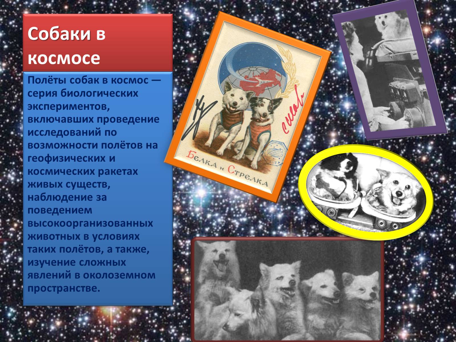 Презентація на тему «Животные в космосе» - Слайд #3