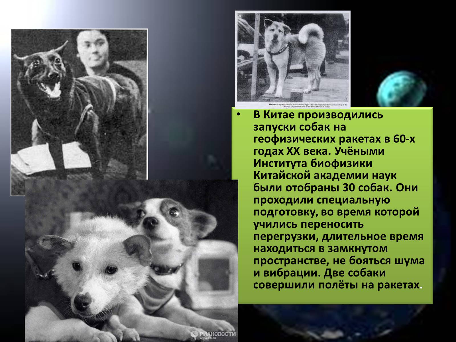 Презентація на тему «Животные в космосе» - Слайд #8