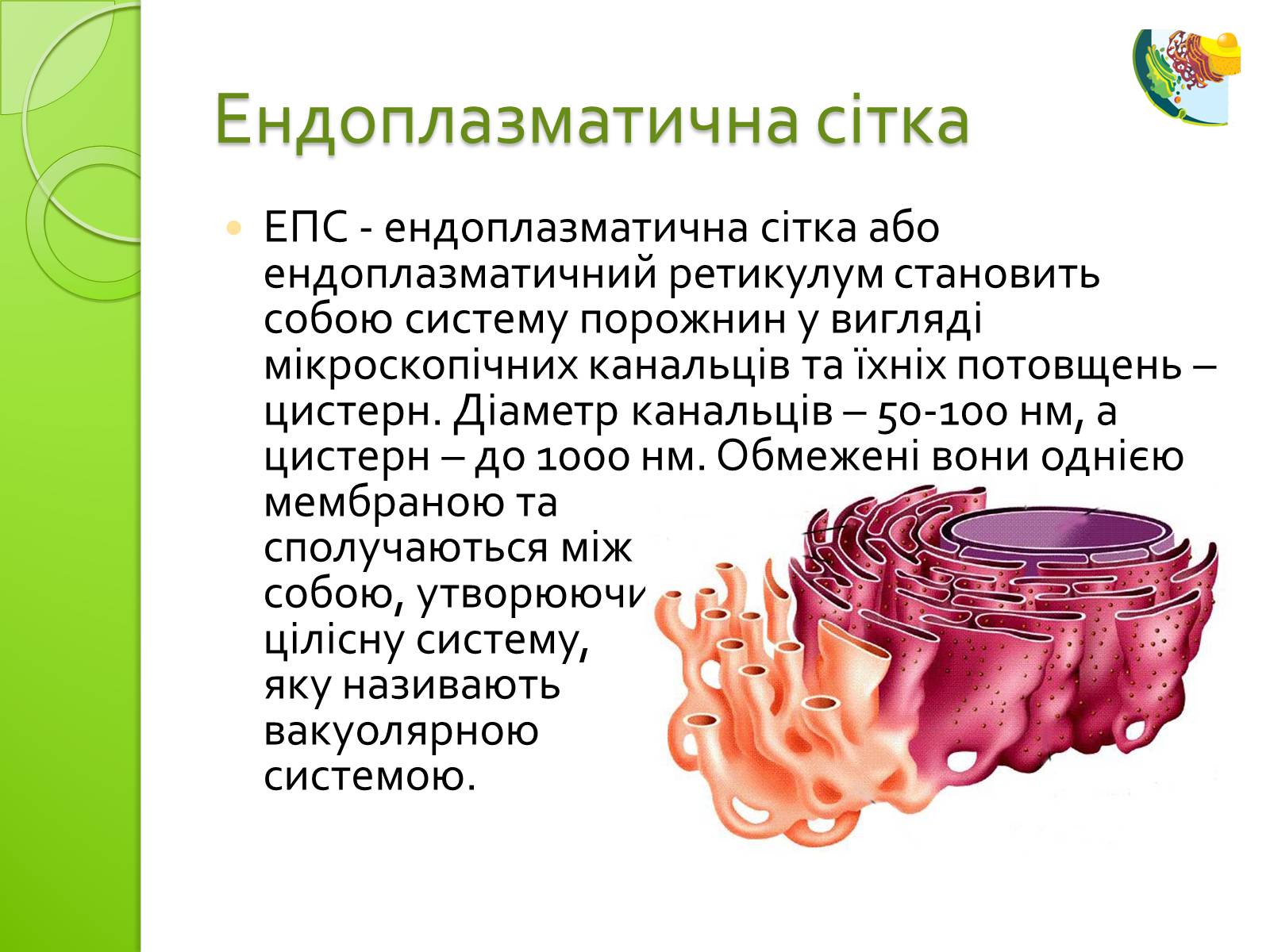 Презентація на тему «Одномембранні органели» (варіант 2) - Слайд #4