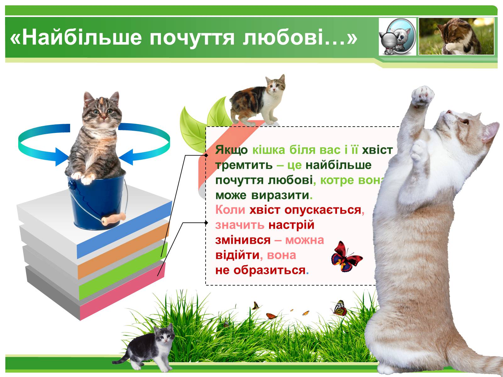 Презентація на тему «Коти» - Слайд #7