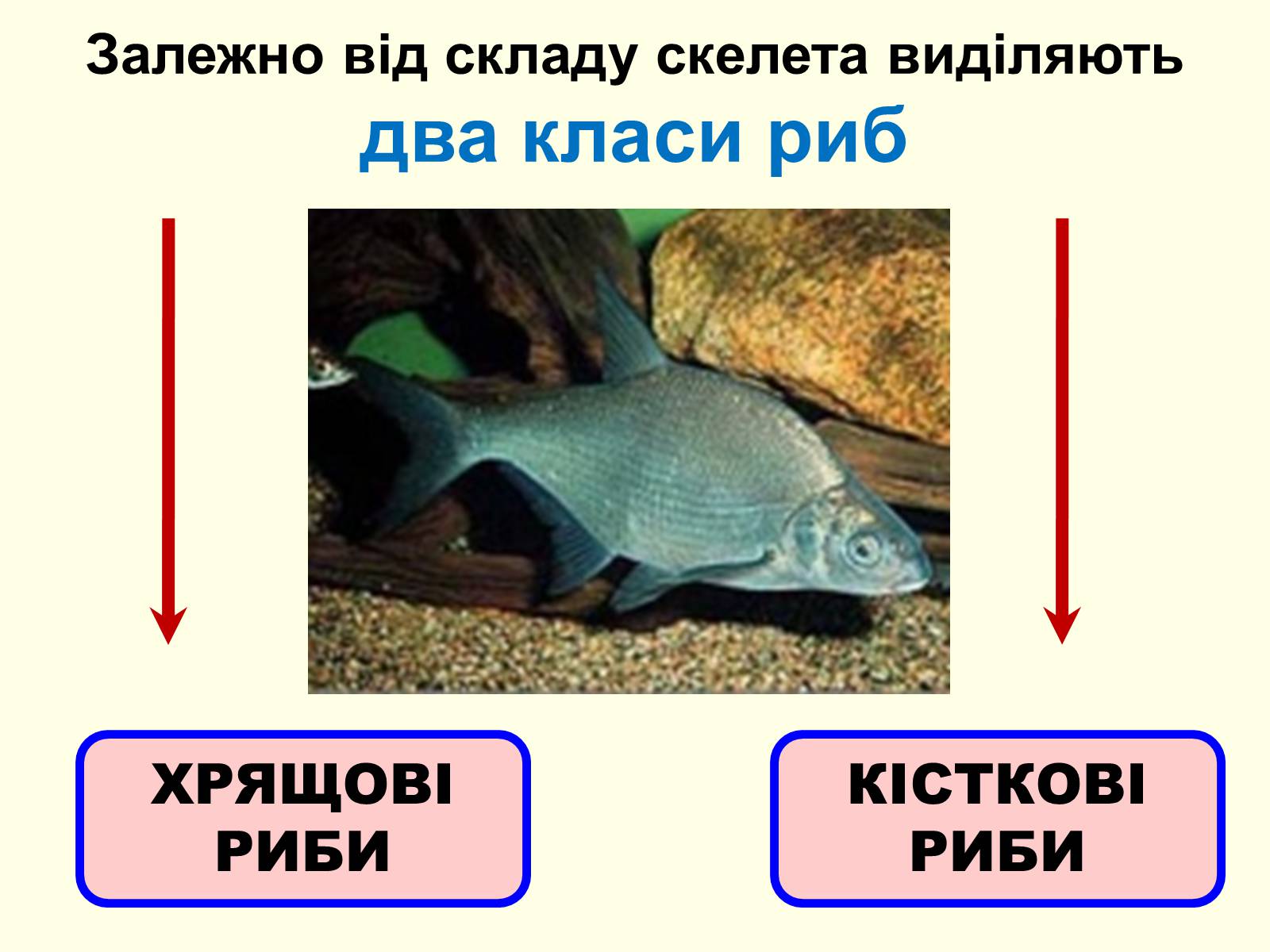 Презентація на тему «Хрящові риби» (варіант 1) - Слайд #5