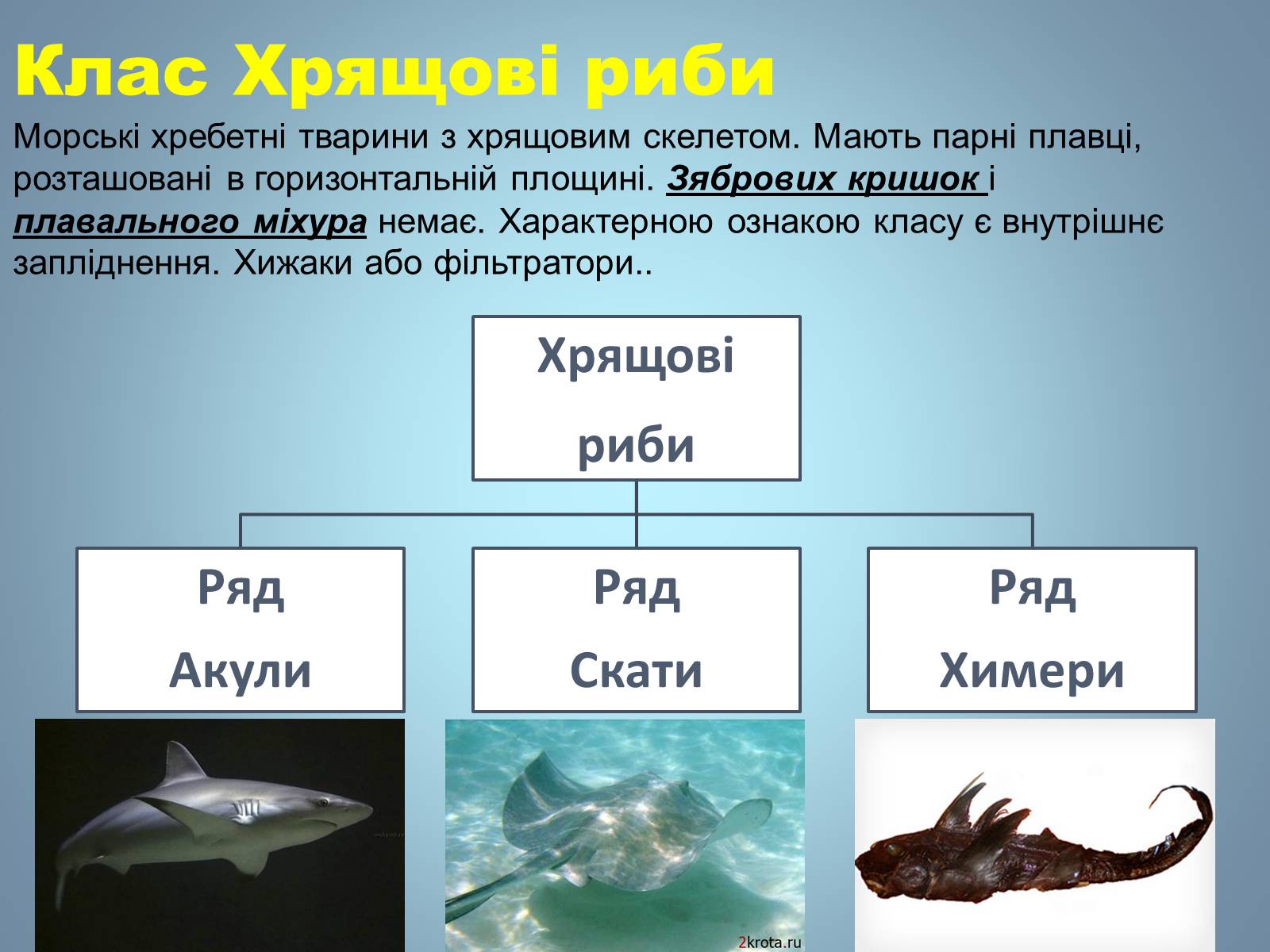 Презентація на тему «Хрящові риби» (варіант 1) - Слайд #6