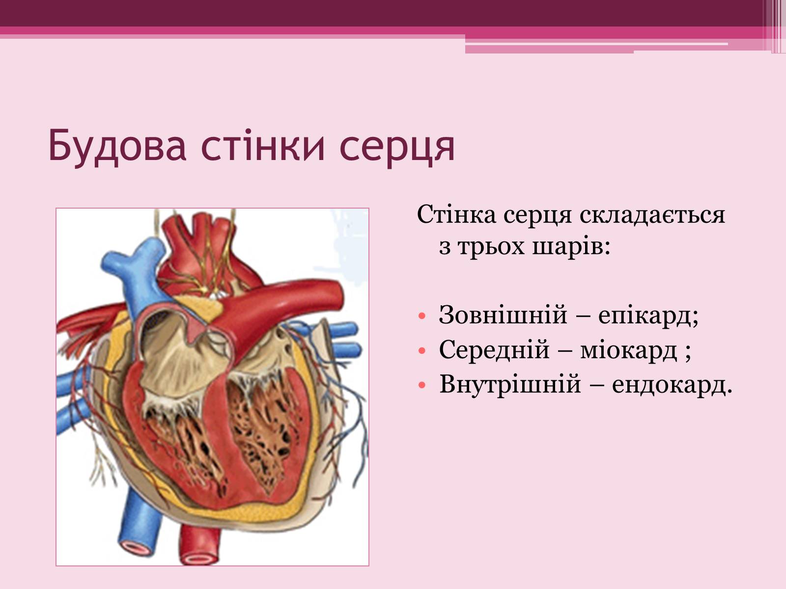 Презентація на тему «Серце» - Слайд #4