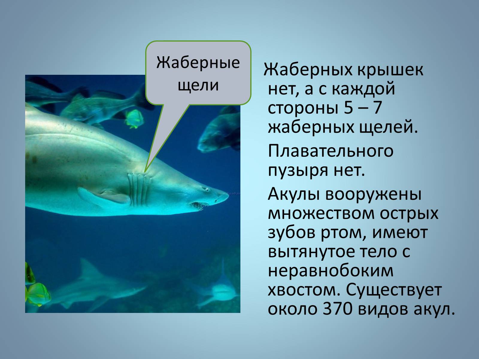 Презентація на тему «Хрящові риби» (варіант 1) - Слайд #16