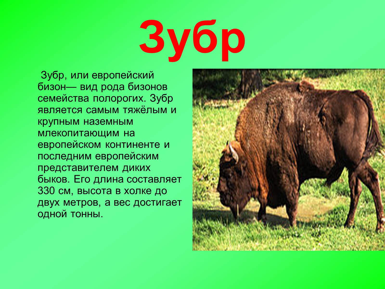 Презентація на тему «Красная книга Украины» (варіант 2) - Слайд #4
