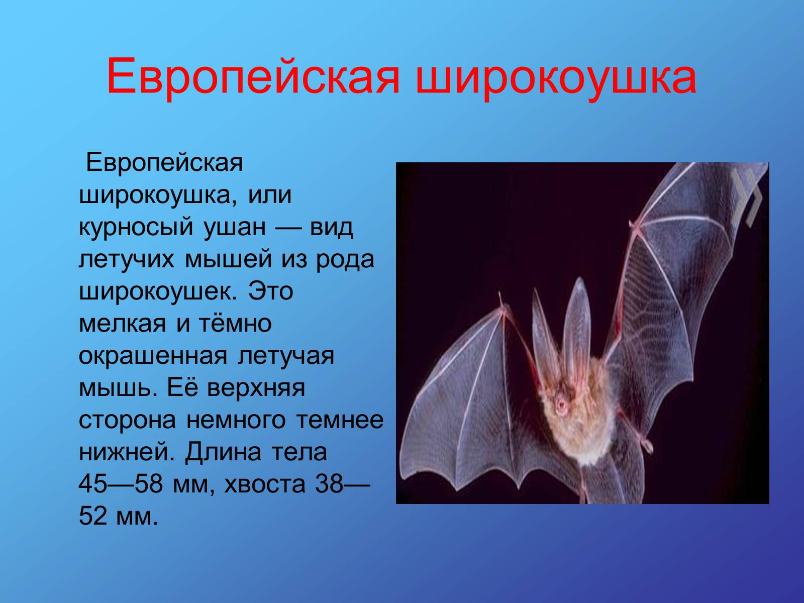Презентація на тему «Красная книга Украины» (варіант 2) - Слайд #7
