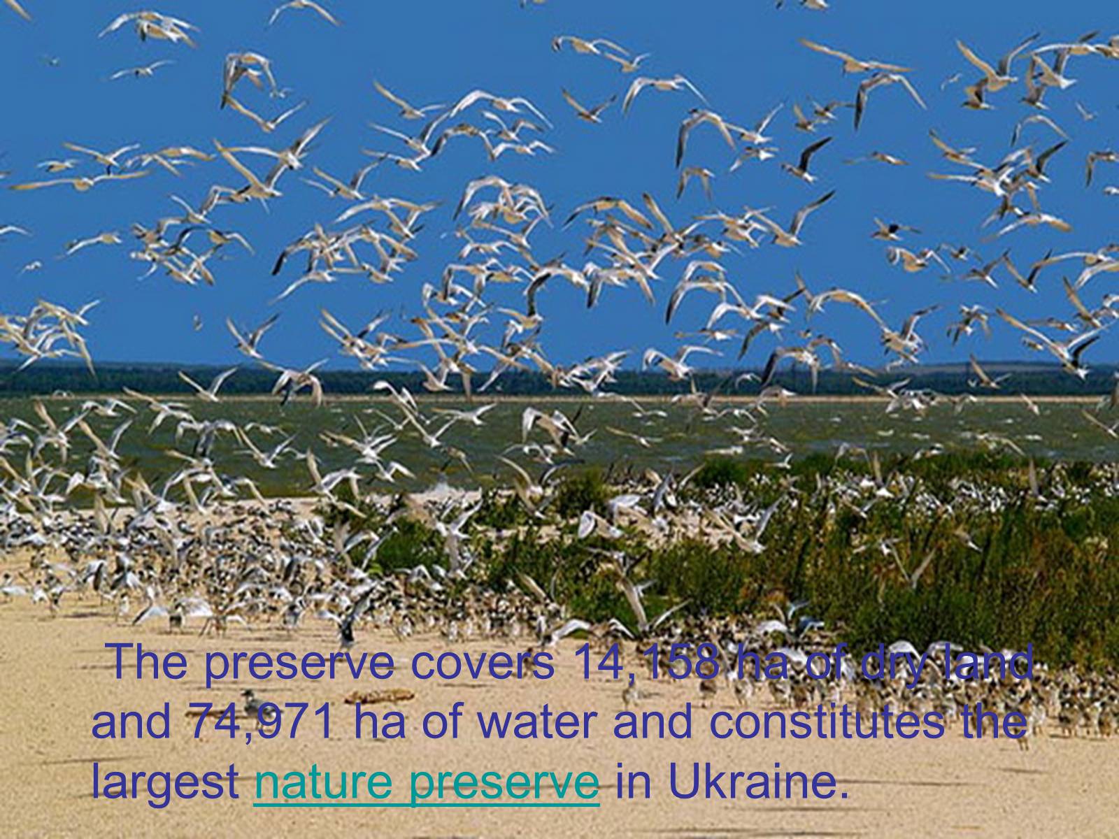 Презентація на тему «Black Sea Biosphere Reserve» - Слайд #4