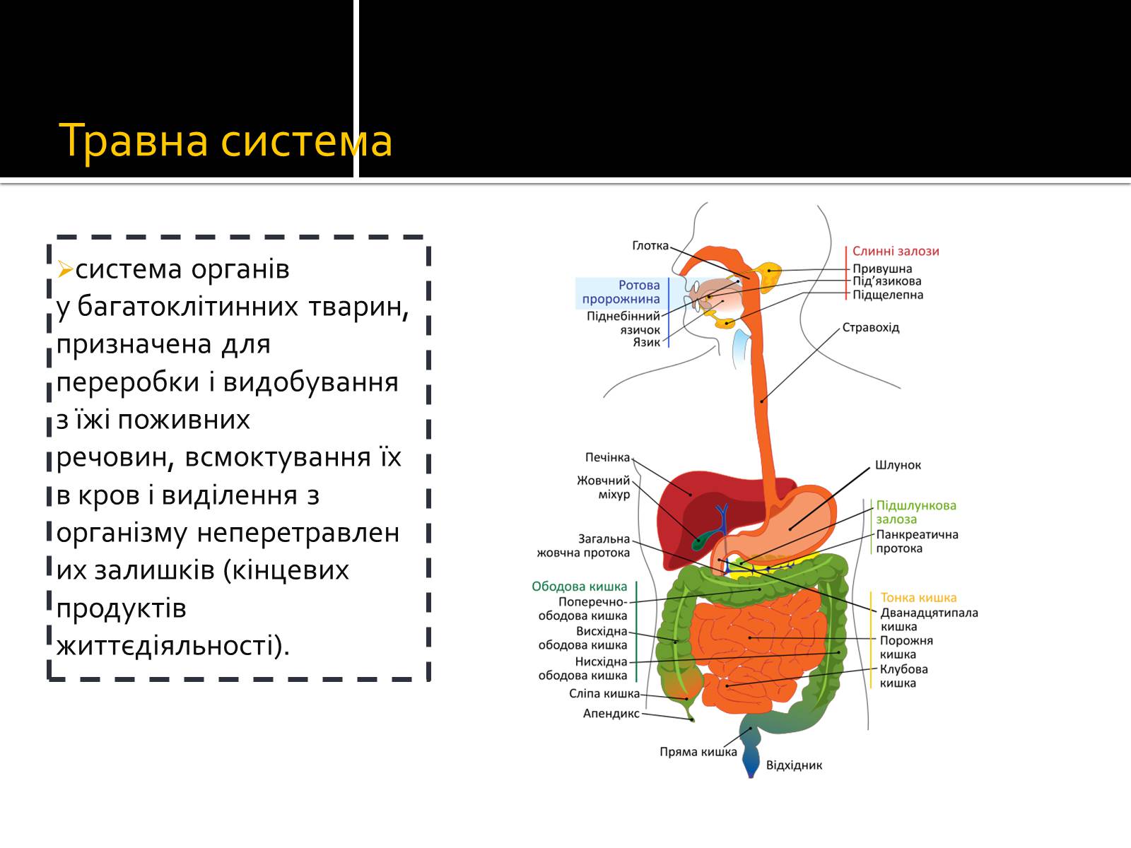 Презентація на тему «Захворювання травної системи» (варіант 2) - Слайд #2