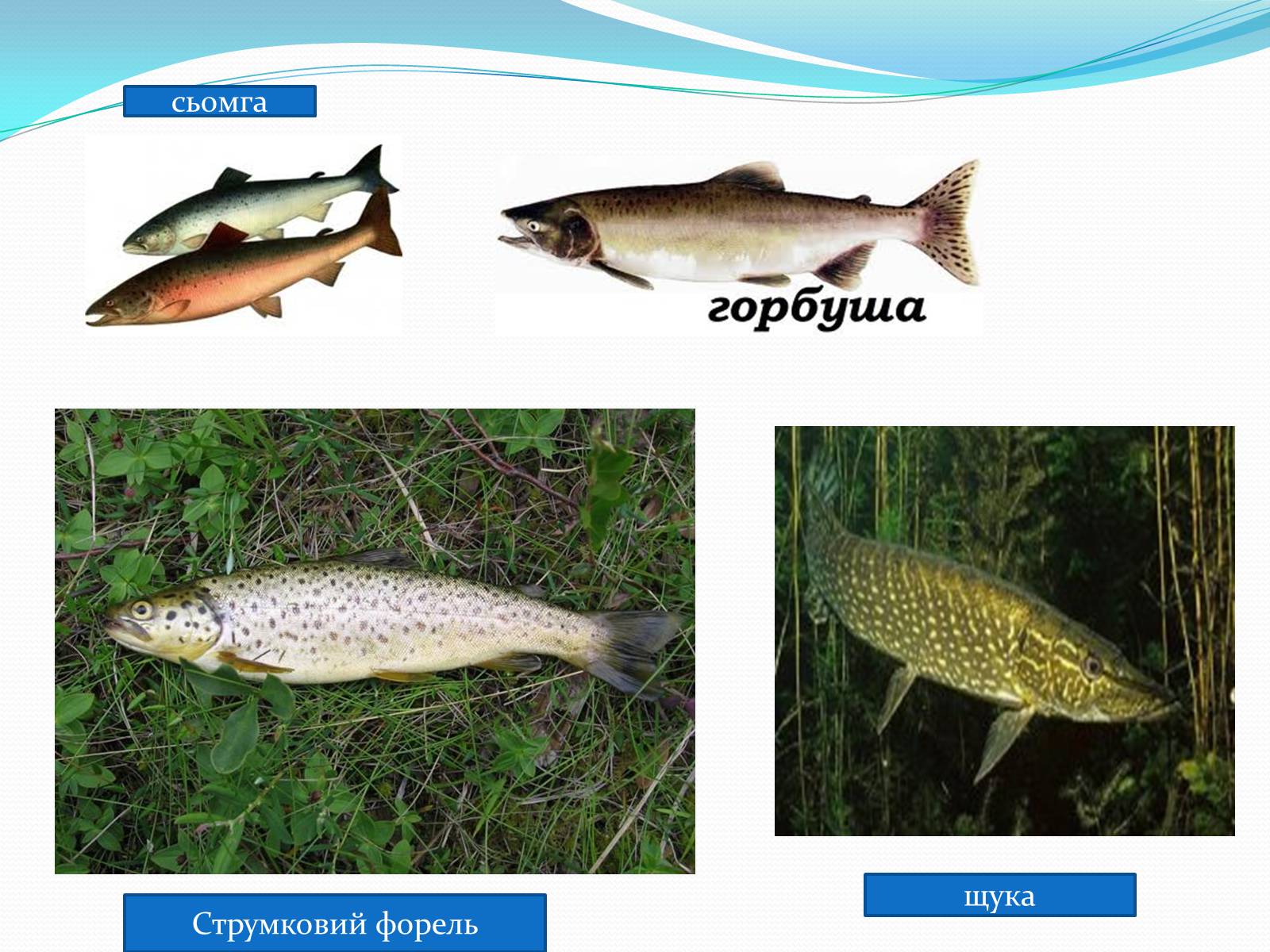 Презентація на тему «Різноманітність кісткових риб» (варіант 2) - Слайд #5