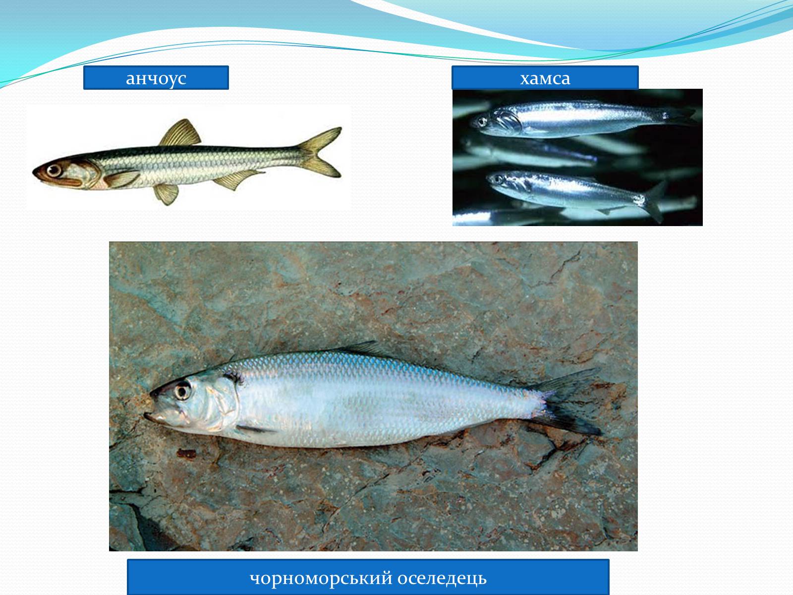 Презентація на тему «Різноманітність кісткових риб» (варіант 2) - Слайд #7