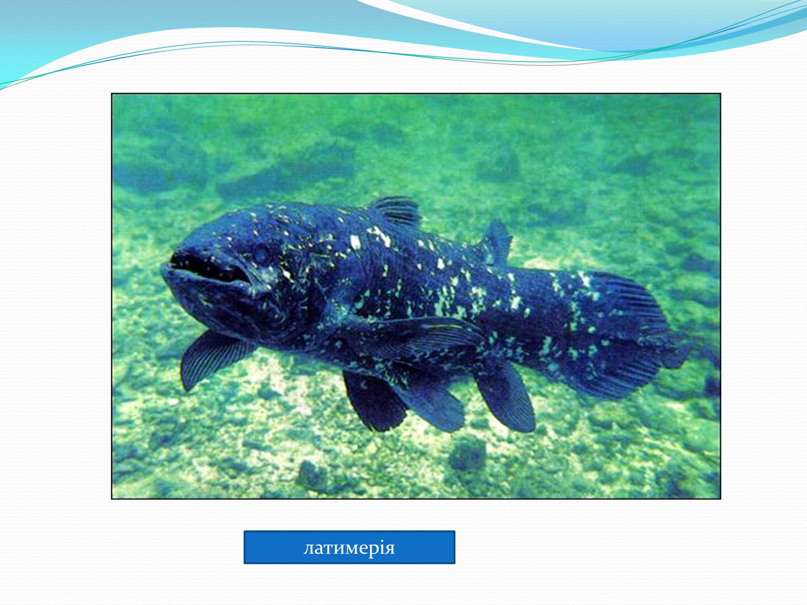 Презентація на тему «Різноманітність кісткових риб» (варіант 2) - Слайд #11