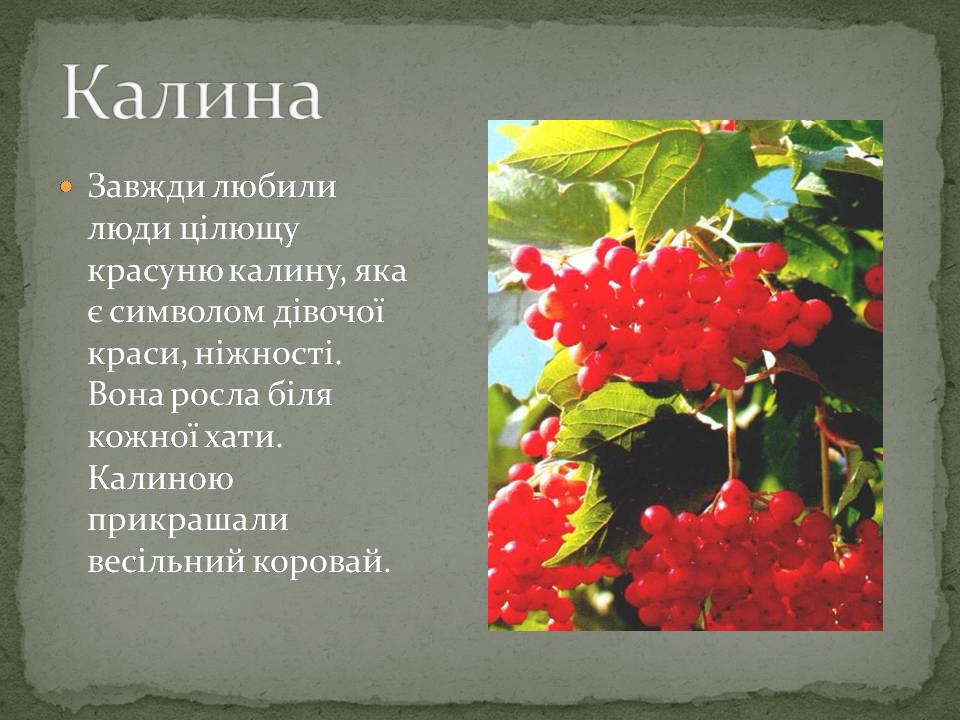 Презентація на тему «Народні символи України» (варіант 2) - Слайд #4