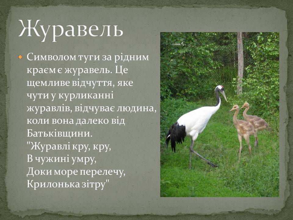 Презентація на тему «Народні символи України» (варіант 2) - Слайд #11