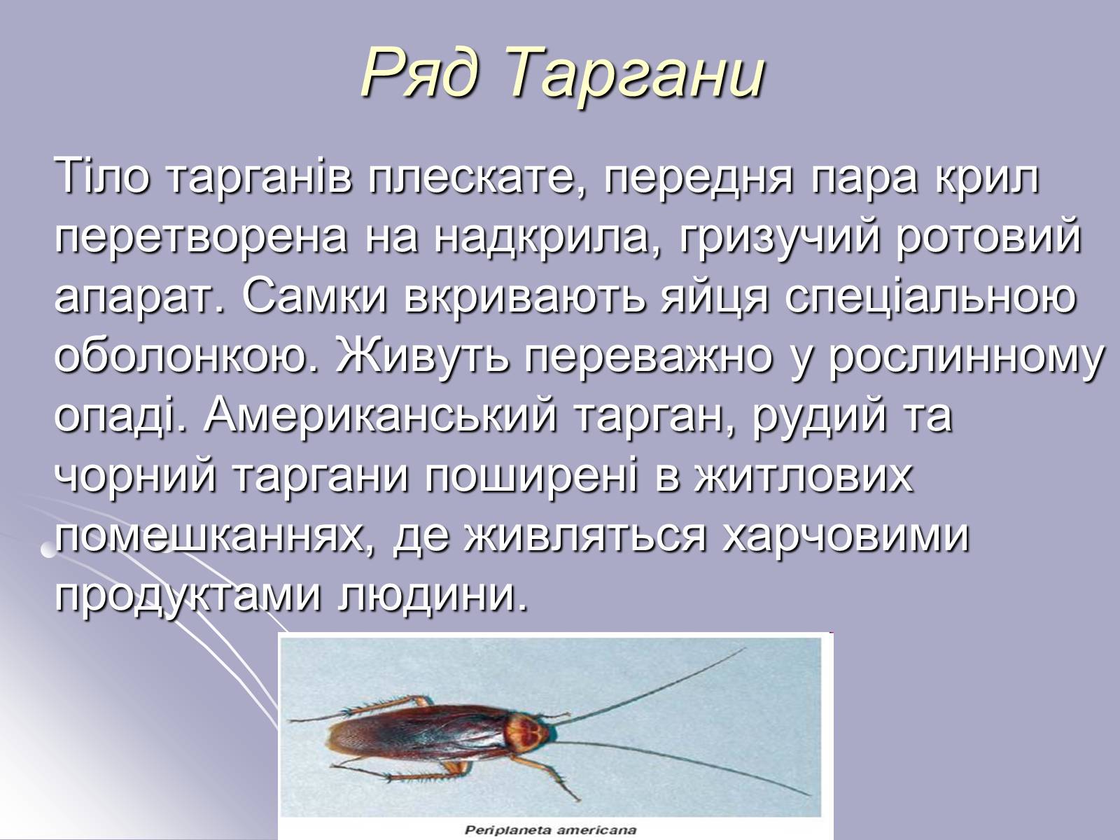 Презентація на тему «Різноманітність комах» - Слайд #3