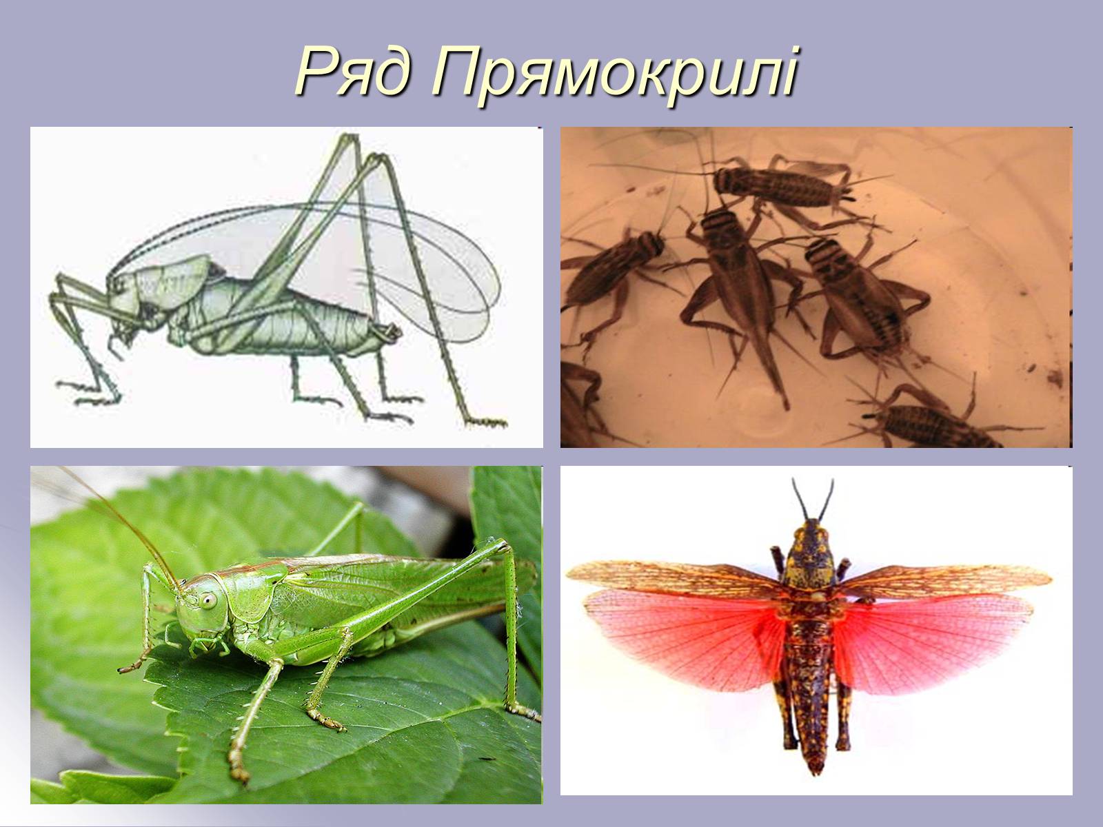 Презентація на тему «Різноманітність комах» - Слайд #5