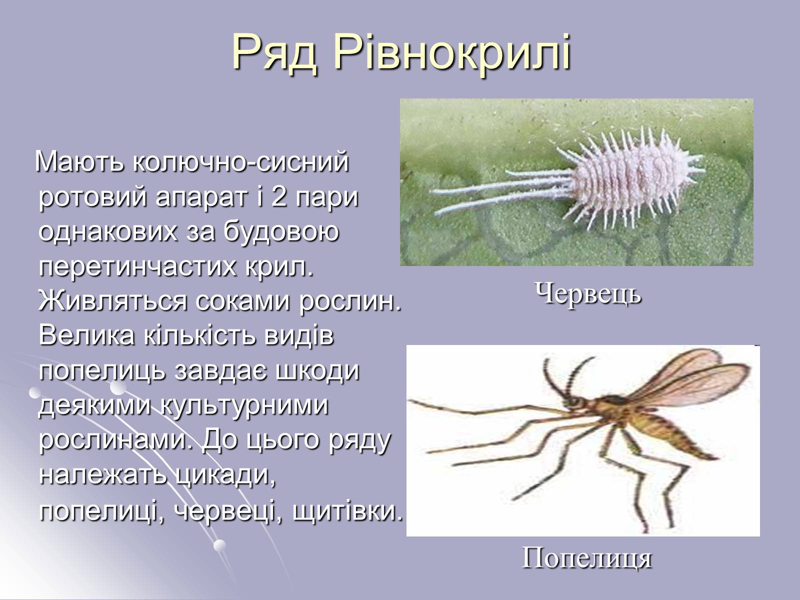 Презентація на тему «Різноманітність комах» - Слайд #6
