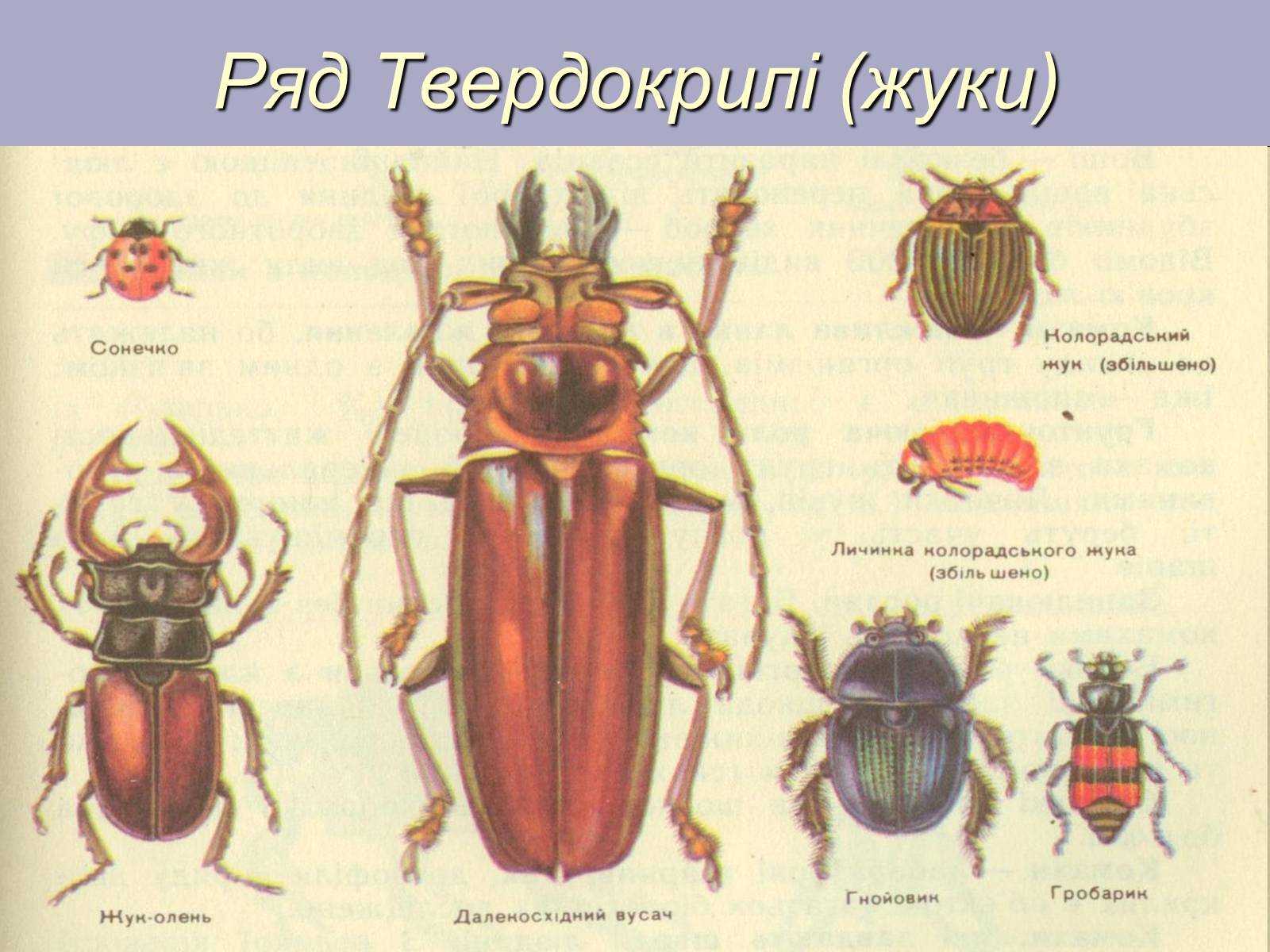 Презентація на тему «Різноманітність комах» - Слайд #9