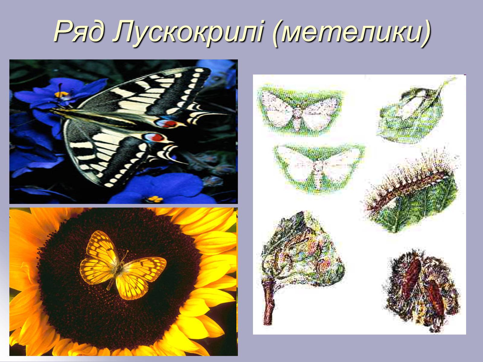 Презентація на тему «Різноманітність комах» - Слайд #11