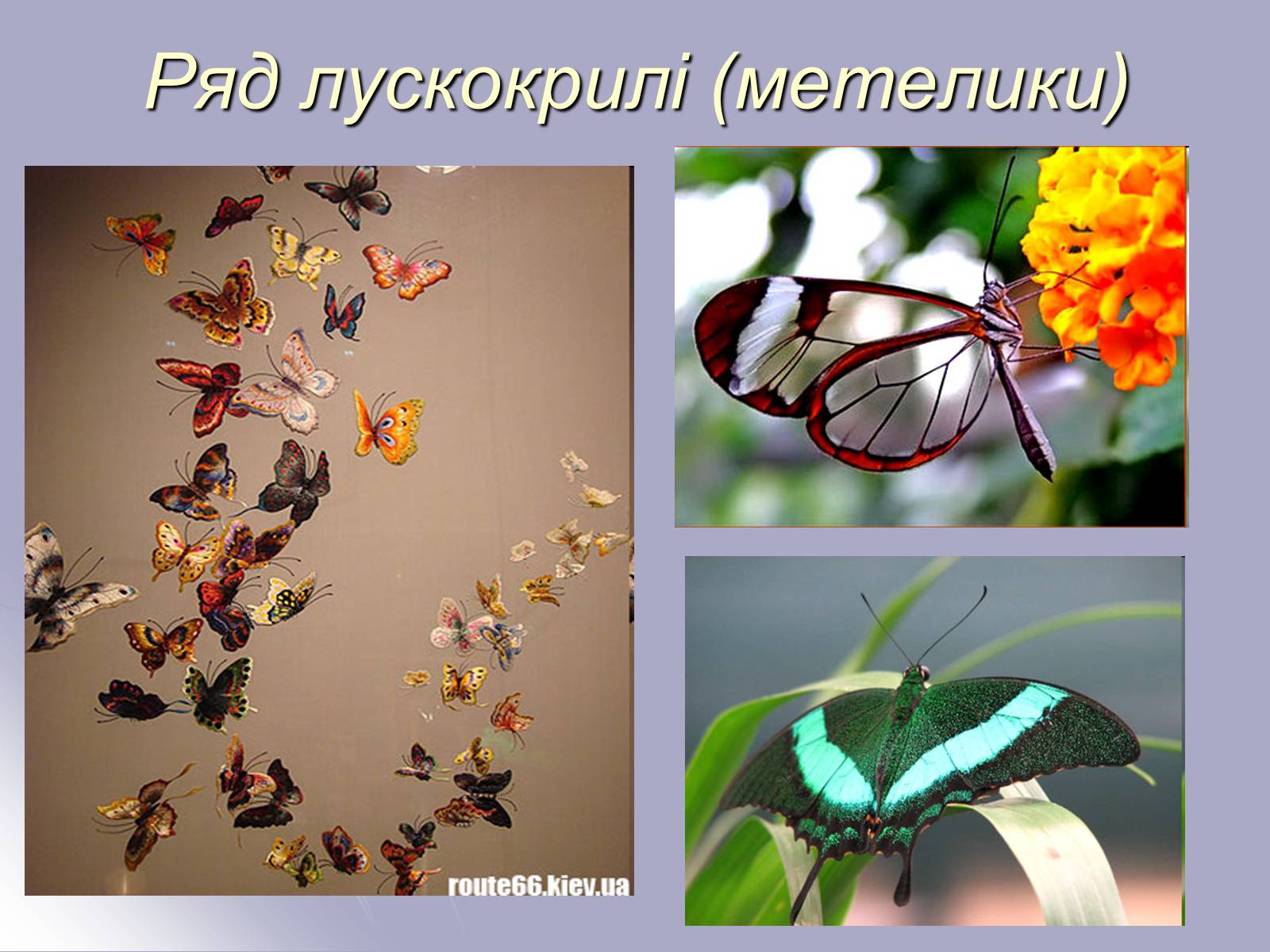 Презентація на тему «Різноманітність комах» - Слайд #12
