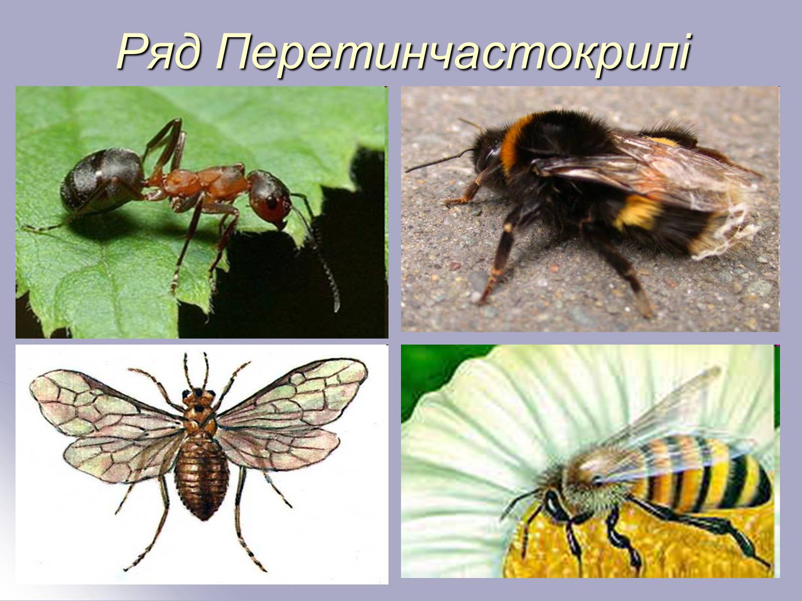 Презентація на тему «Різноманітність комах» - Слайд #17