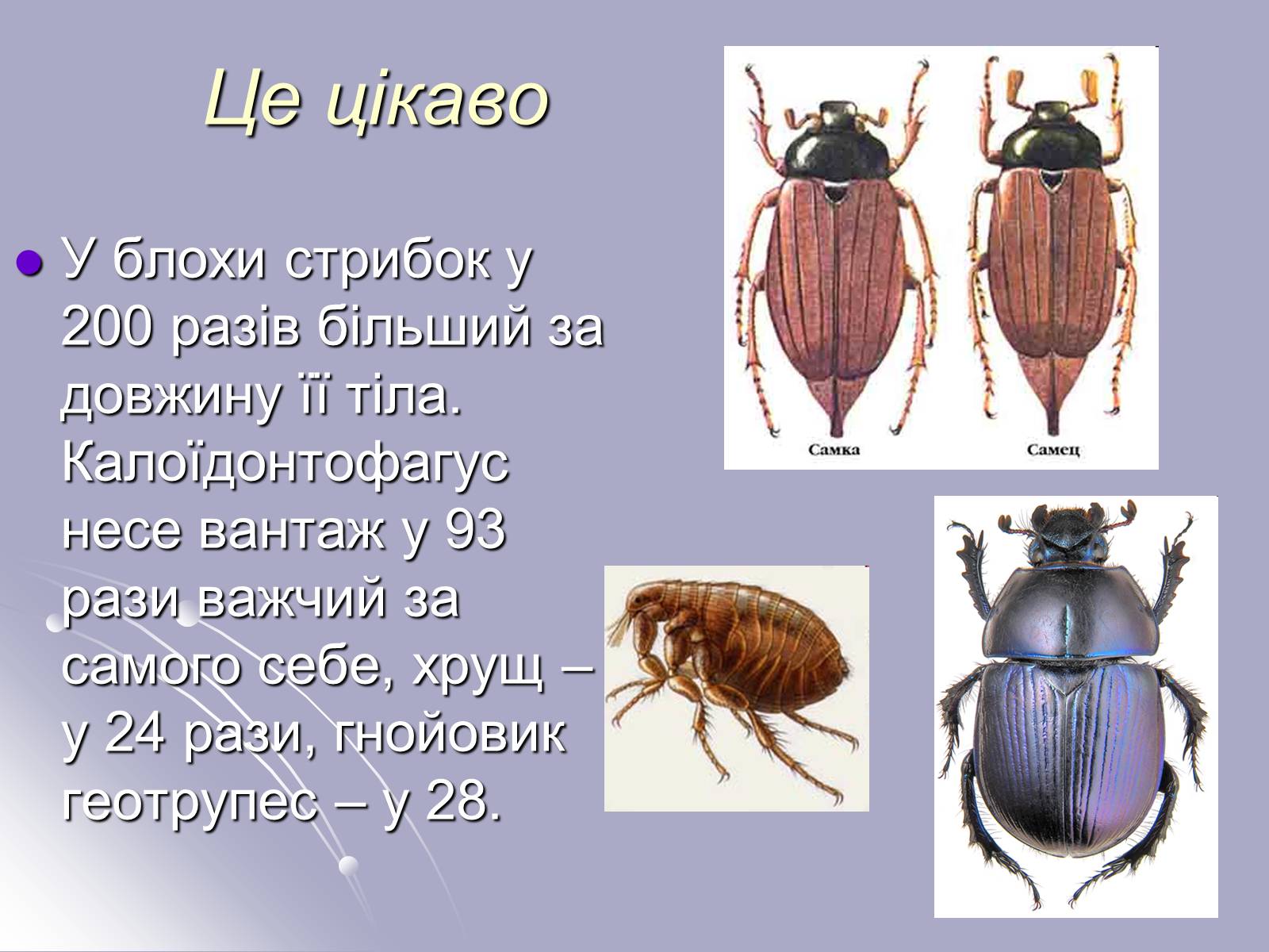 Презентація на тему «Різноманітність комах» - Слайд #21