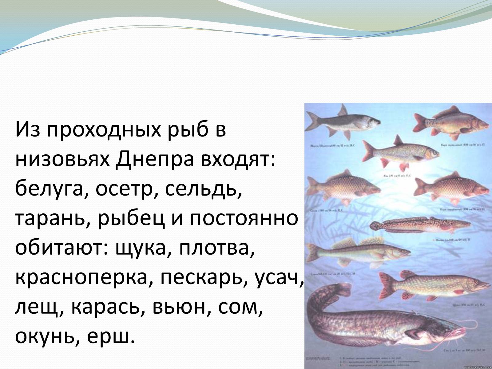 Презентація на тему «Река Днепр» - Слайд #8