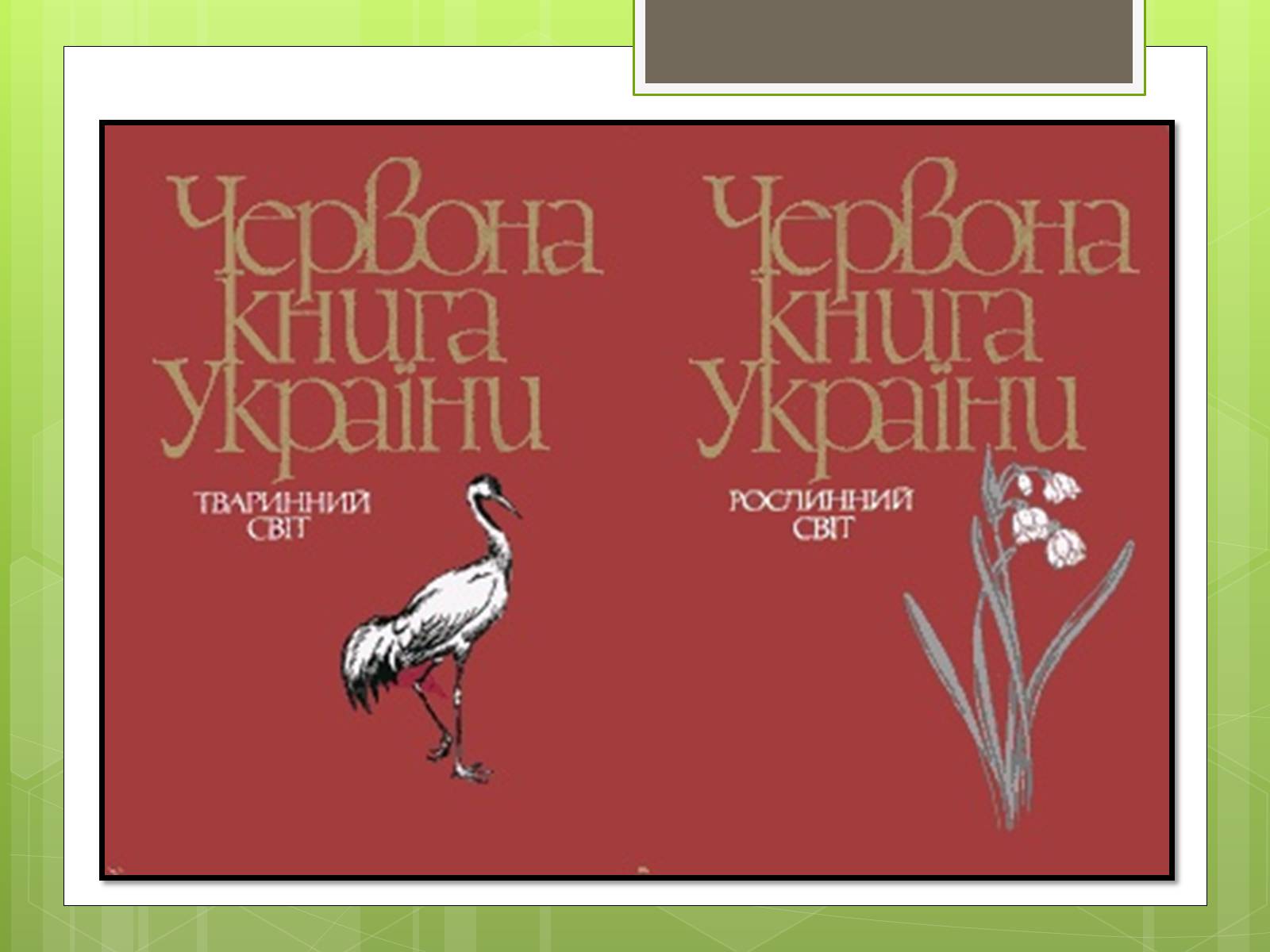 Презентація на тему «Природоохоронне законодавство України» (варіант 1) - Слайд #9