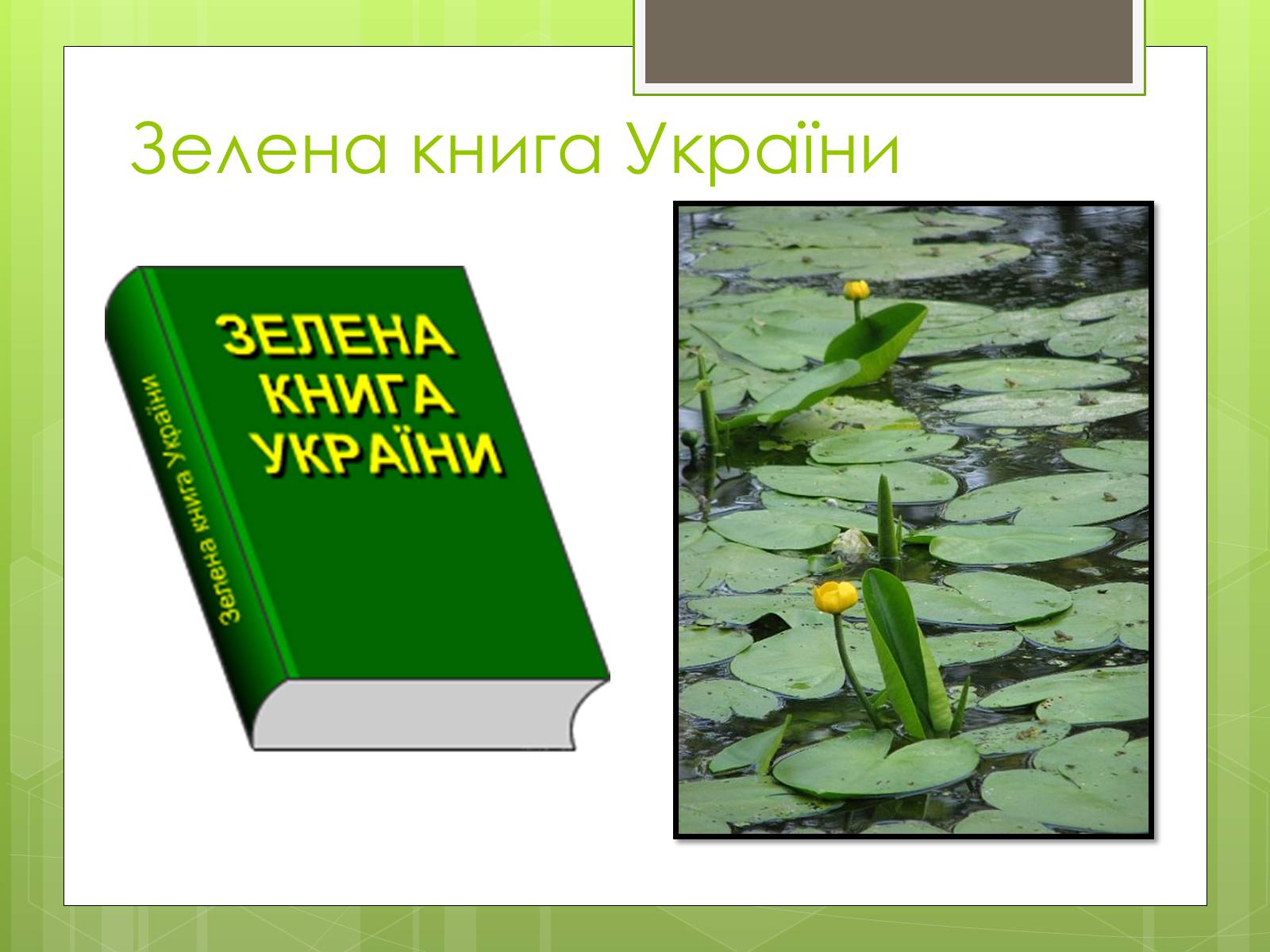 Презентація на тему «Природоохоронне законодавство України» (варіант 1) - Слайд #12
