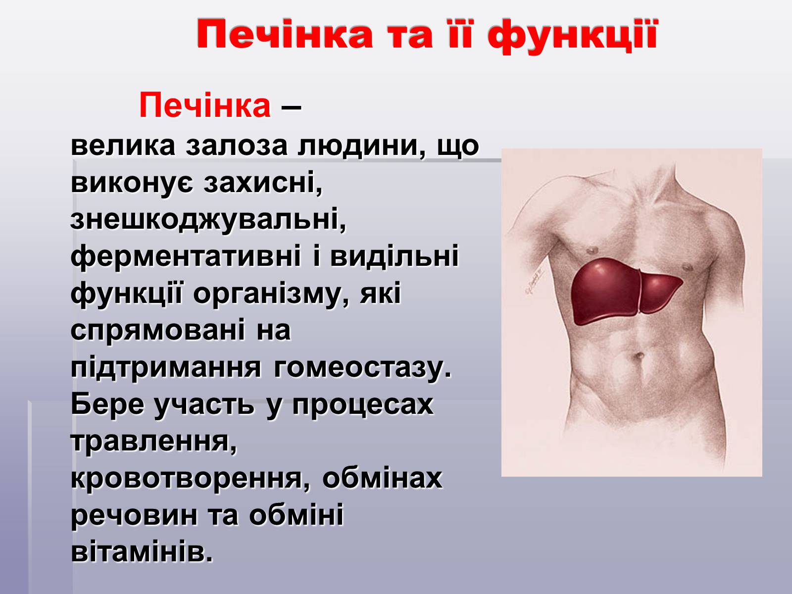 Презентація на тему «Печінка та кишечник» - Слайд #15