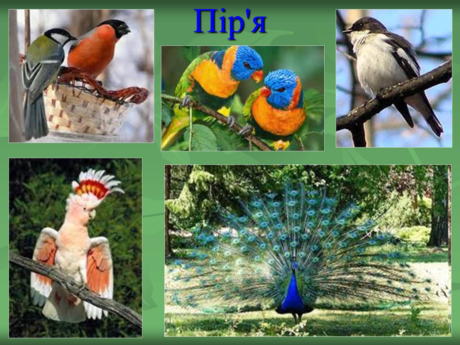 Презентація на тему «Птахи» (варіант 2) - Слайд #2