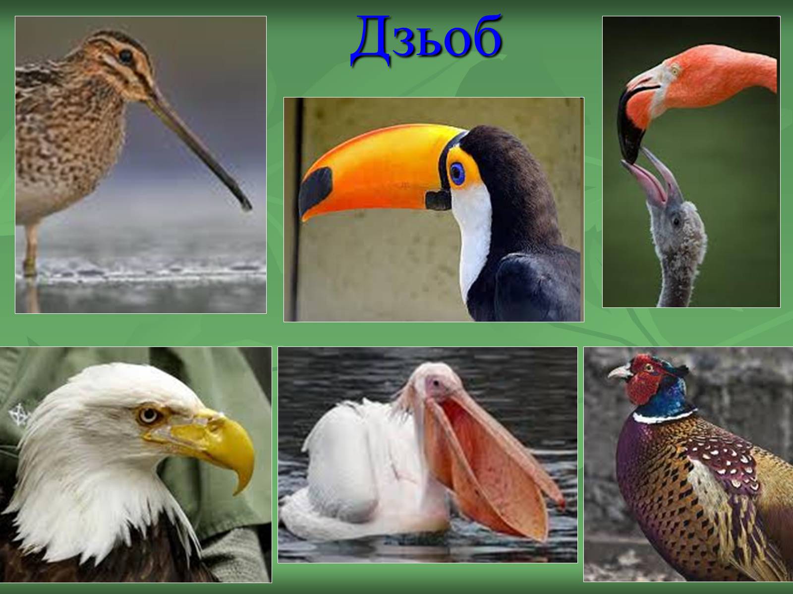 Презентація на тему «Птахи» (варіант 2) - Слайд #4