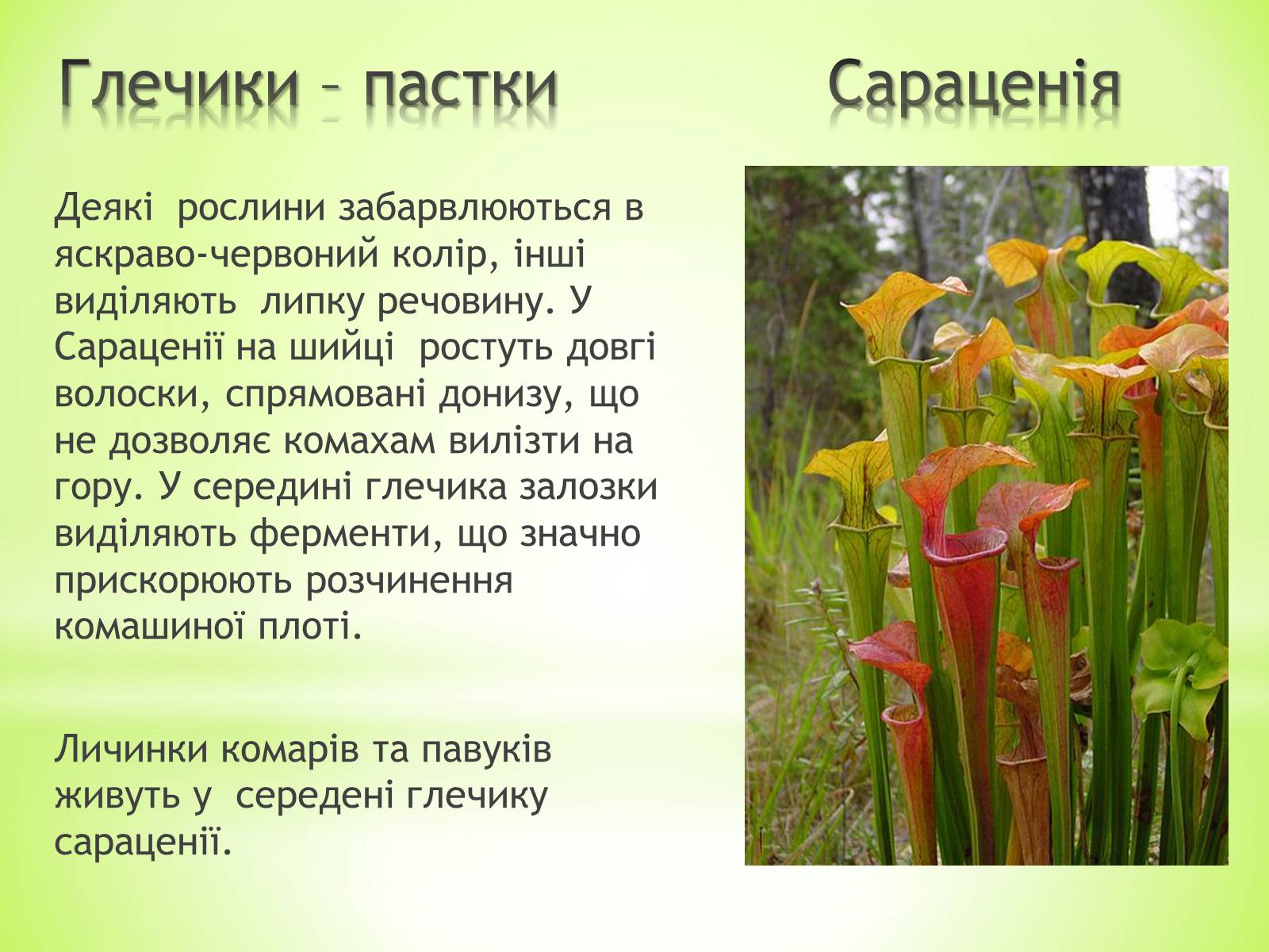 Презентація на тему «Хижаки-дивовижні рослини» - Слайд #2