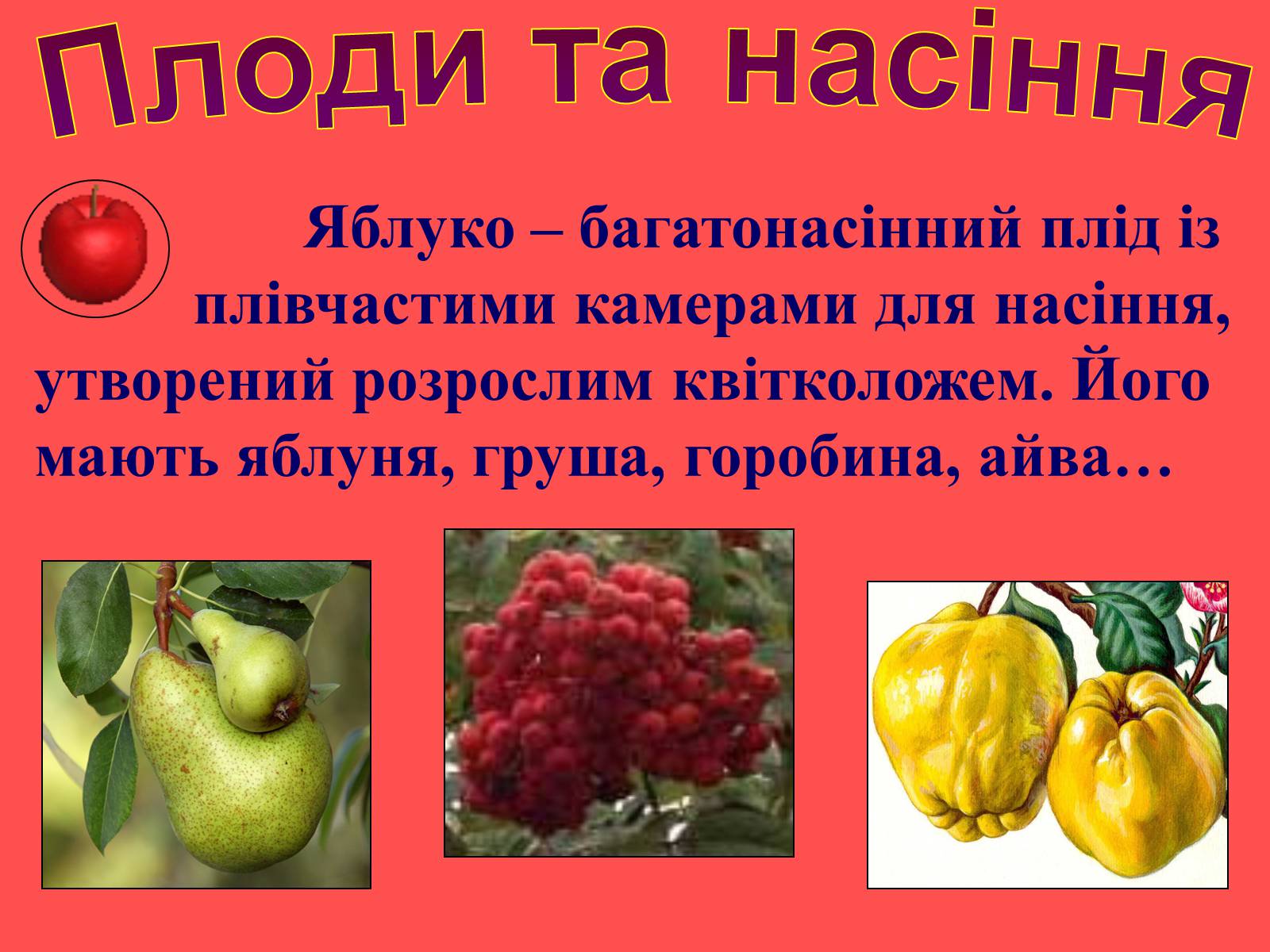 Презентація на тему «Плоди та насіння» - Слайд #13