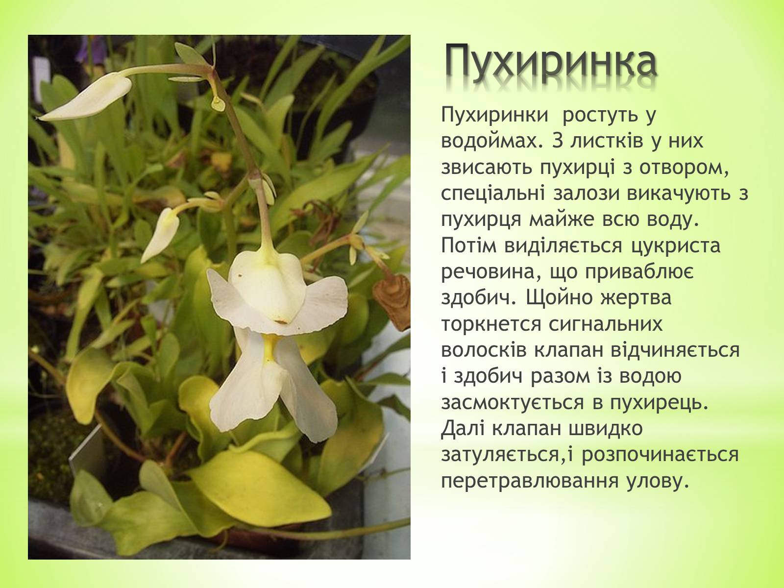 Презентація на тему «Хижаки-дивовижні рослини» - Слайд #4