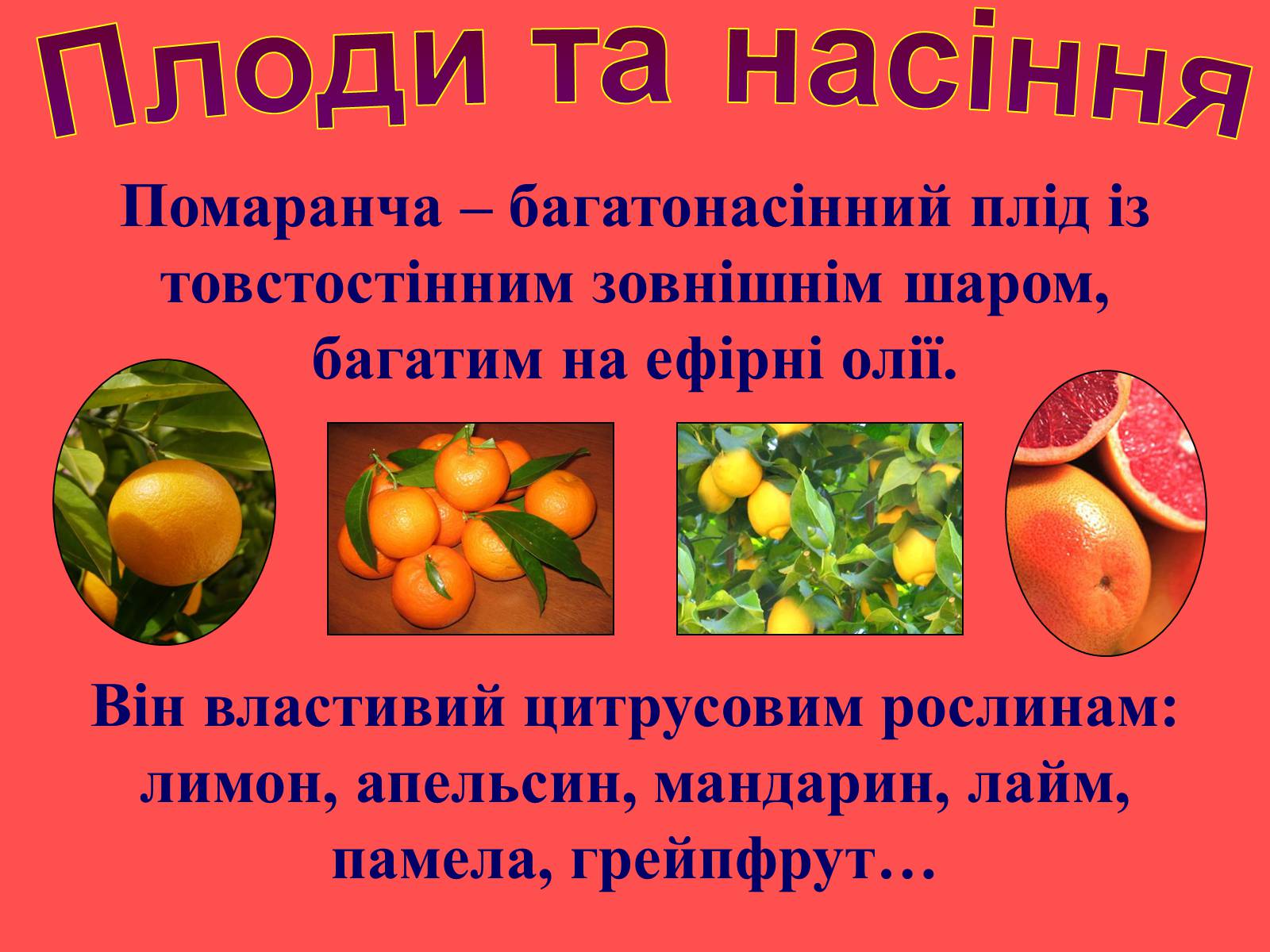 Презентація на тему «Плоди та насіння» - Слайд #14