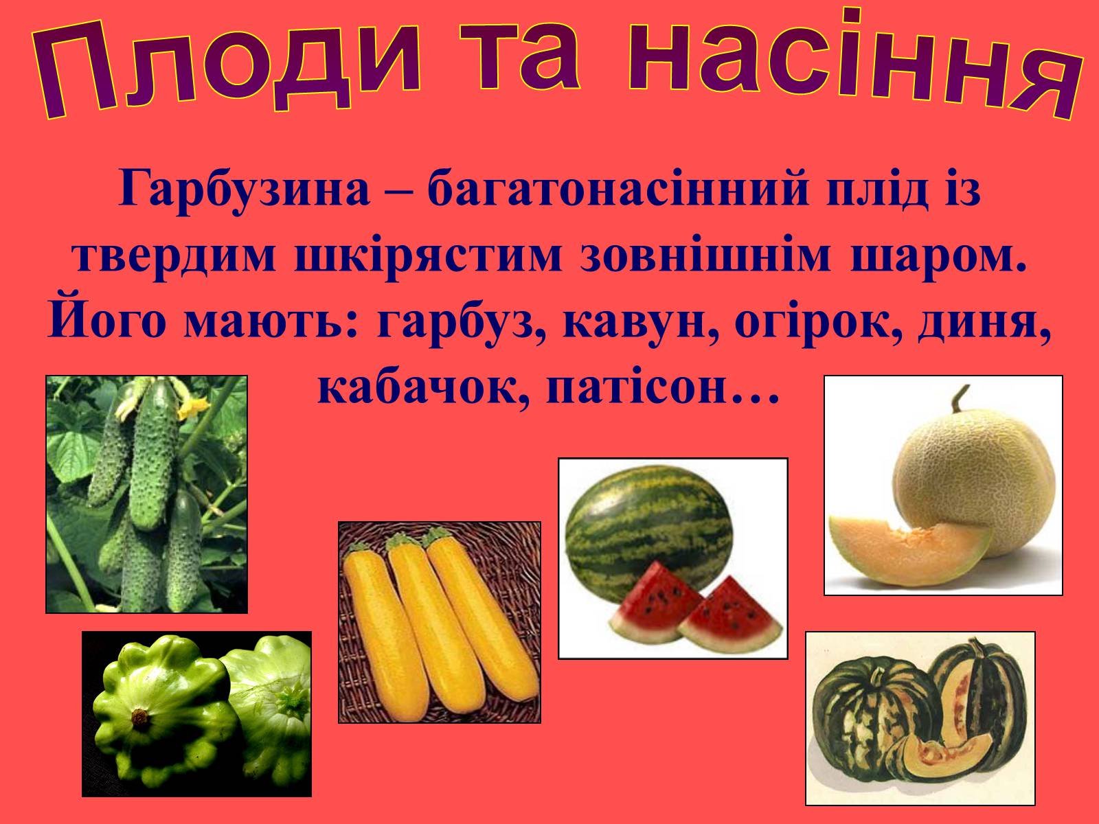 Презентація на тему «Плоди та насіння» - Слайд #15