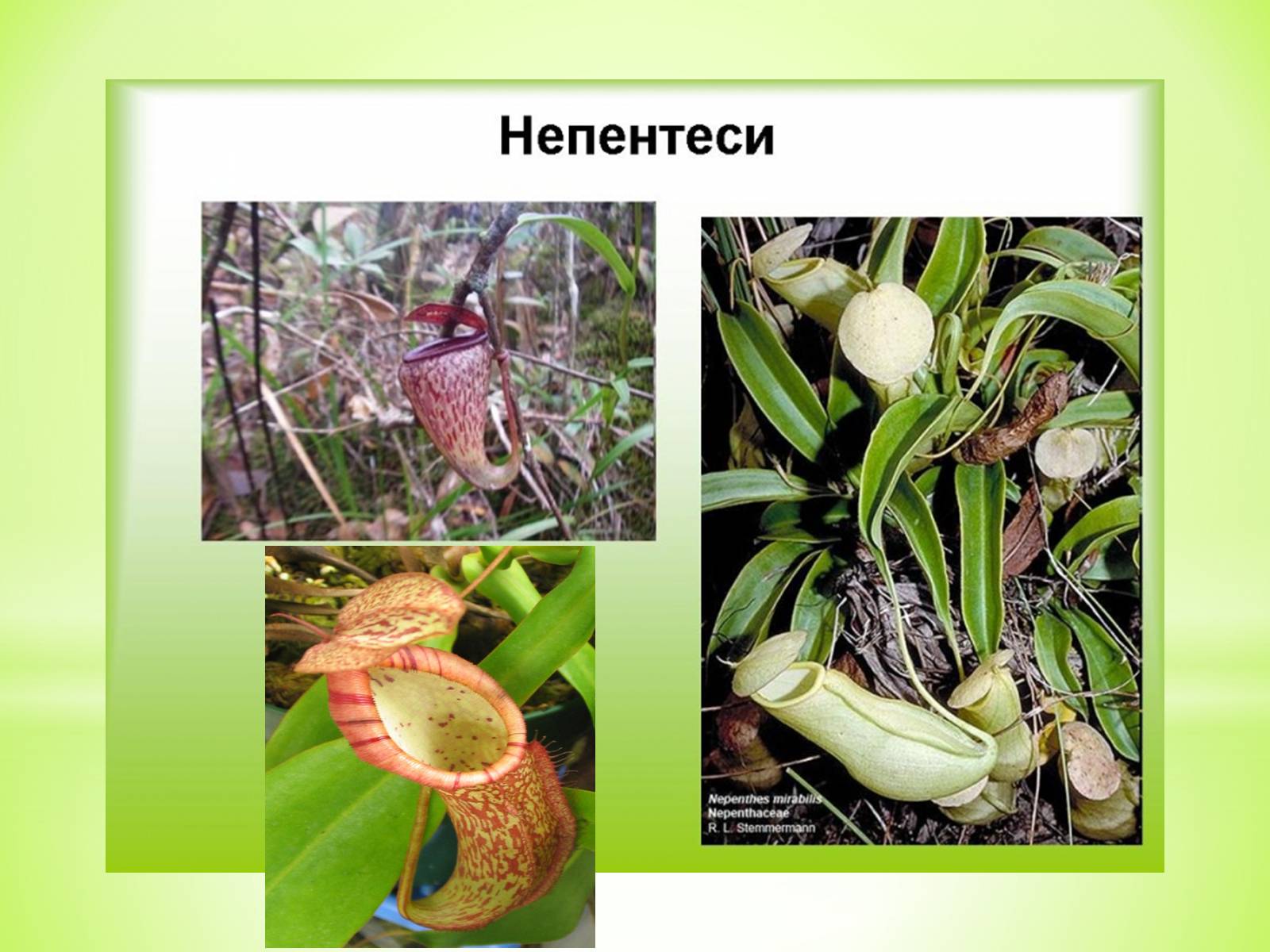 Презентація на тему «Хижаки-дивовижні рослини» - Слайд #6